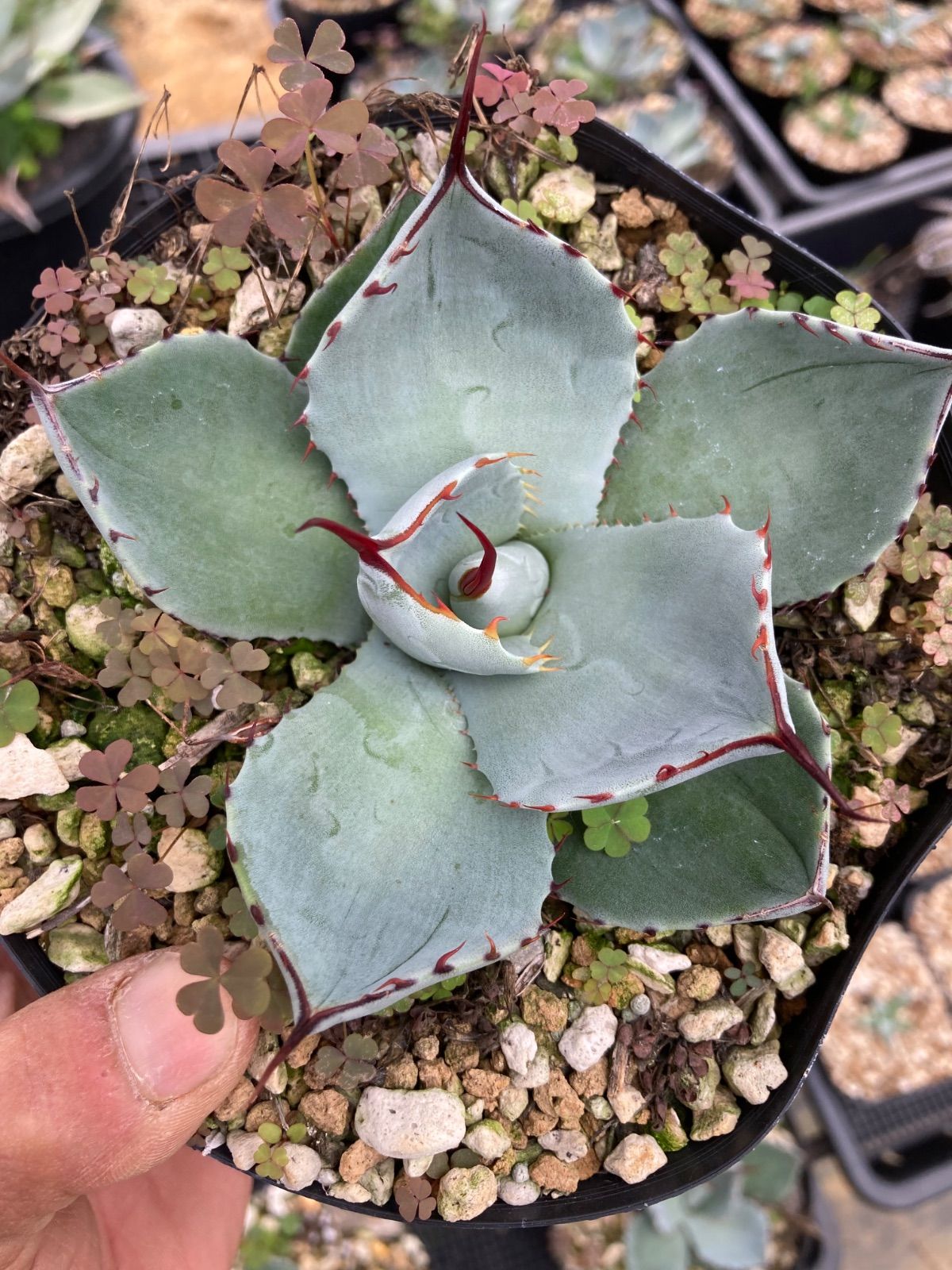 記憶術講座 DVD 2枚組