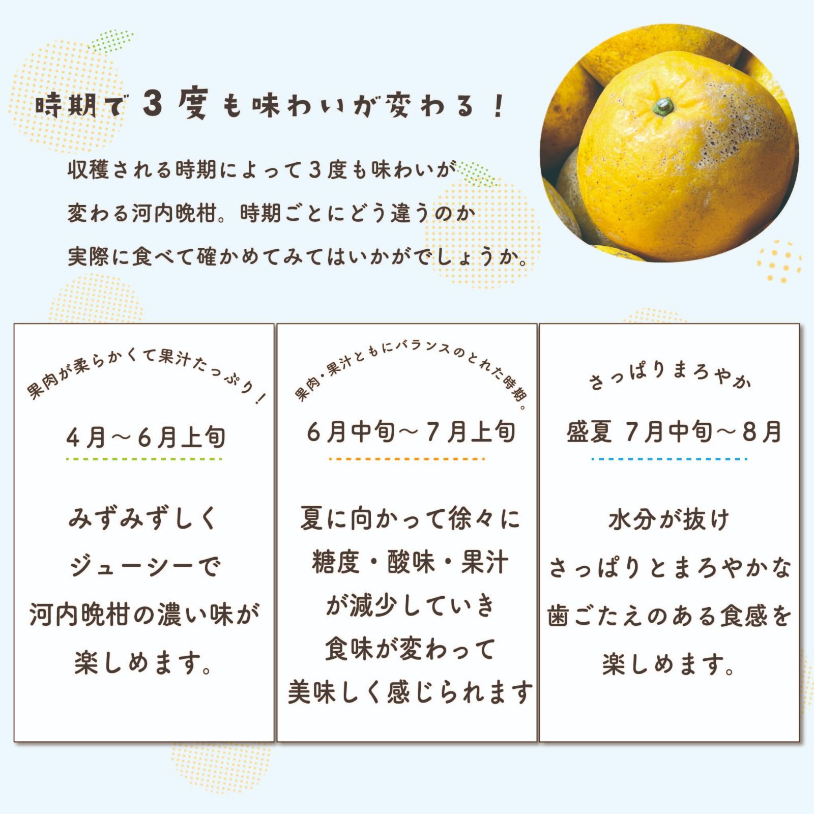 【訳あり】河内晩柑　みしょうゴールド　１０ｋｇ　※東北地方の方は、必ず注文する前に説明文を読んでいただきご理解されてからの購入をお願いいたします。