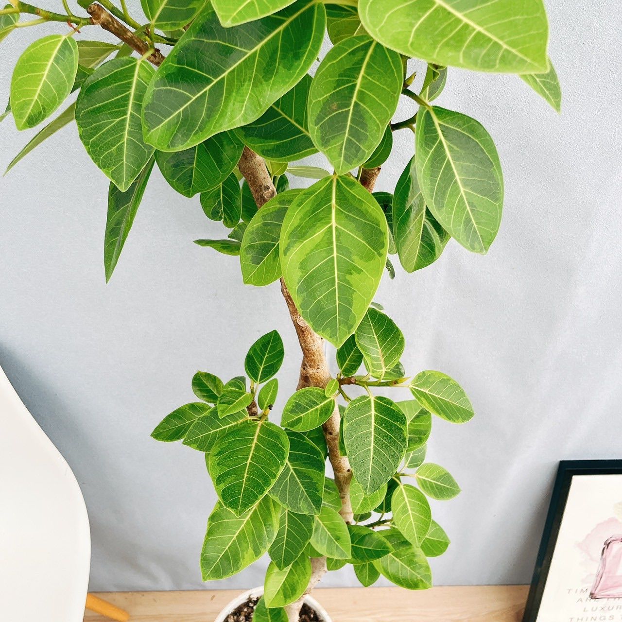 厳選された植物と鉢】幹太 フィカス ベンガレンシス 8号 テラコッタ性