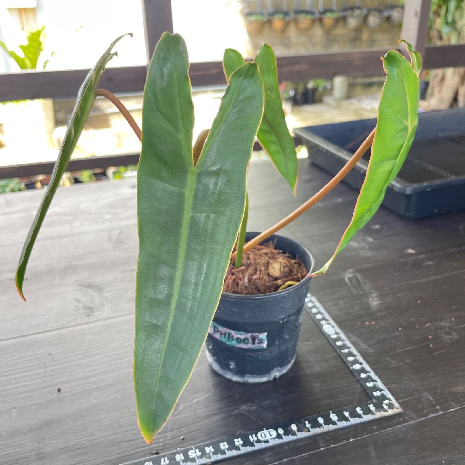 フィロデンドロン ビレッティア　Philodendron Billietiae