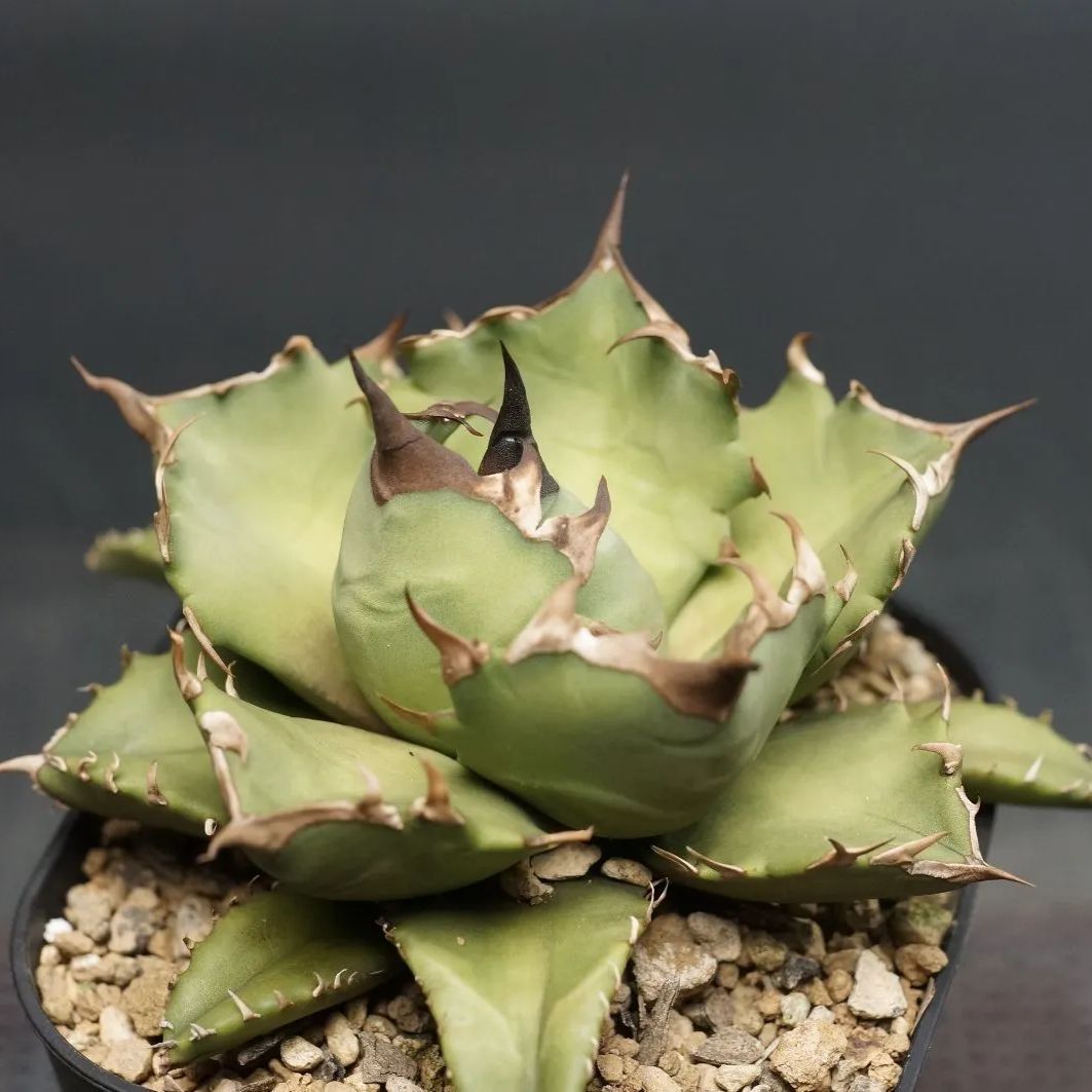 アガベ ブルーエンバー 大株 アガベ』【ブルーエンペラー