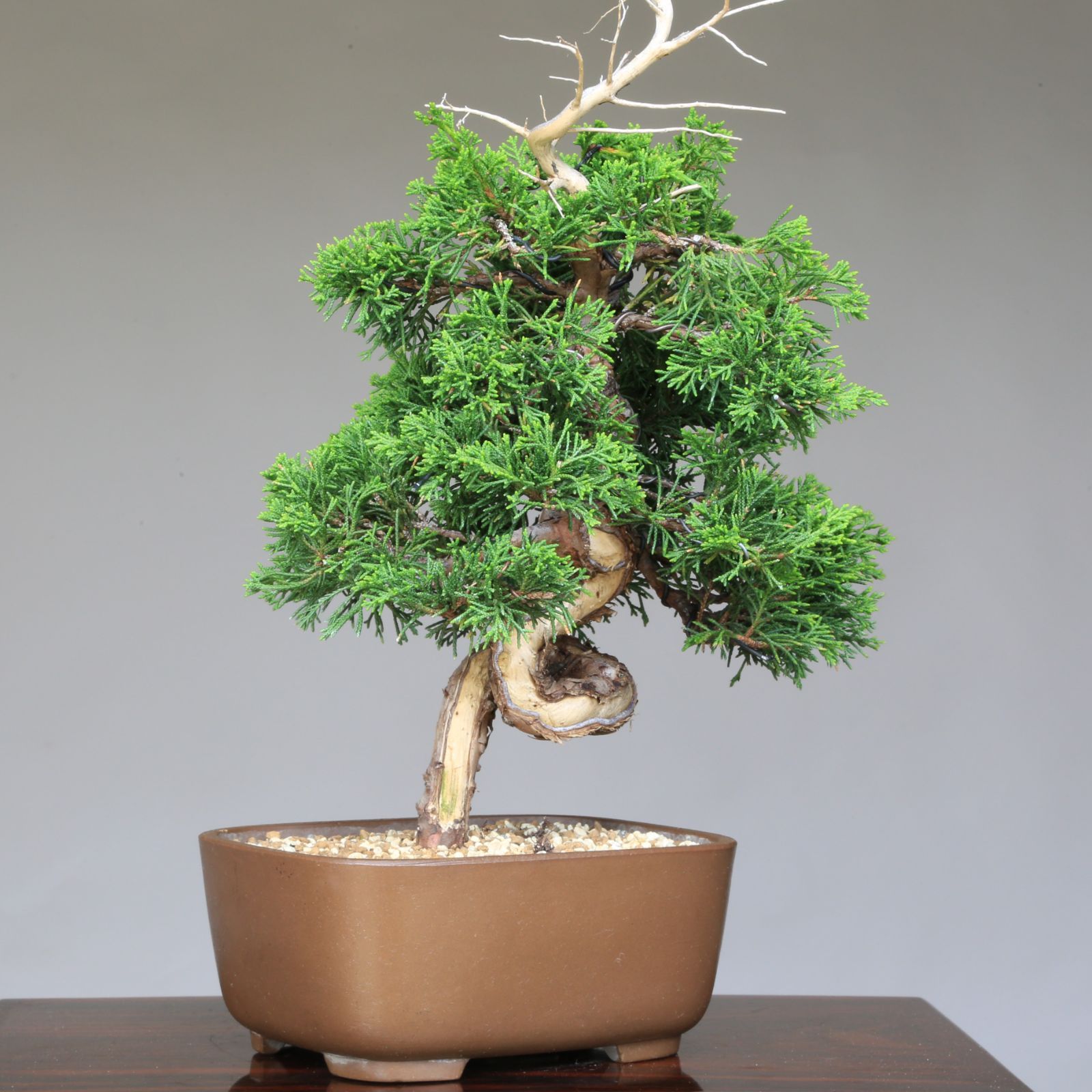 盆*人様 オークション出品　真柏盆栽糸魚川真柏　太幹　捻転シャリ幹　樹高葉先まで 盆*人様 オークション出品 真柏盆栽糸魚川真柏 太幹 捻転シャリ