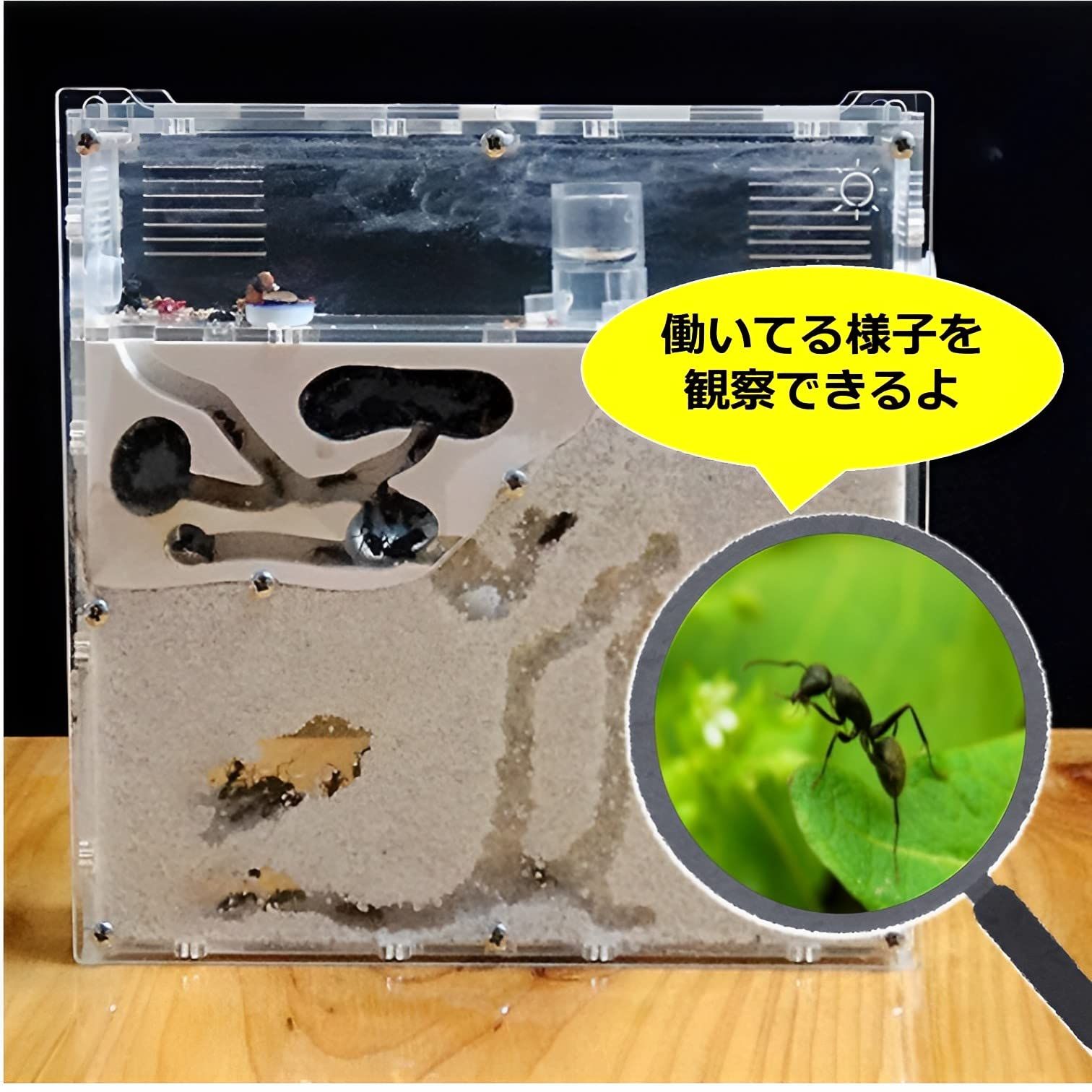 お譲りします / 蟻（バラ売り可） Yahoo!オークション - 【とてもカッコイイ蟻】チクシトゲアリの