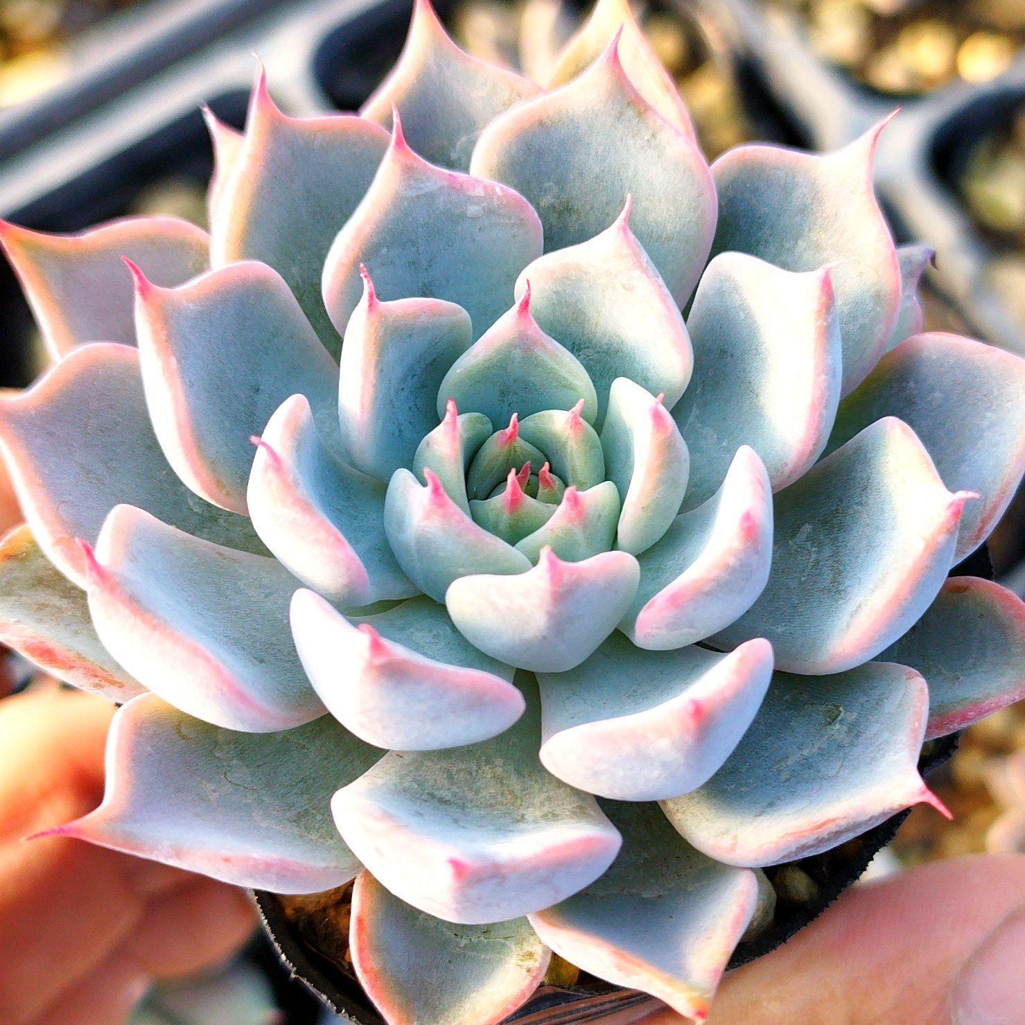 多肉植物　エケベリア　45.ホワイトザラゴーサ×コロラータタパル 多肉植物 エケベリア 45.ホワイトザラゴーサ×コロラータタパル