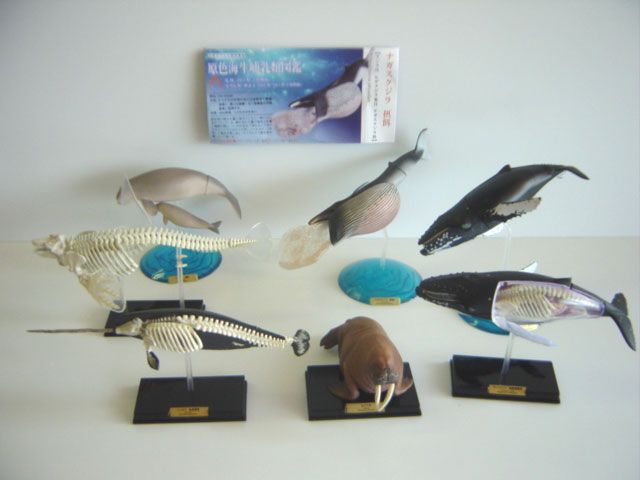 ★Gvi18Kz立体百科事典原色海生哺乳類図鑑シークレット入フル7種 ☆Gvi18Kz立体百科事典原色海生哺乳類図鑑シークレット入フル7種
