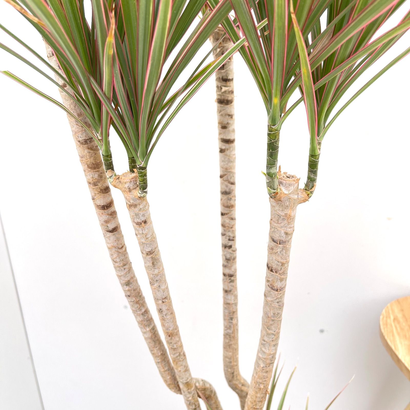 ドラセナ コンシンネ トリカラー 1【現品】観葉植物 室内 大型