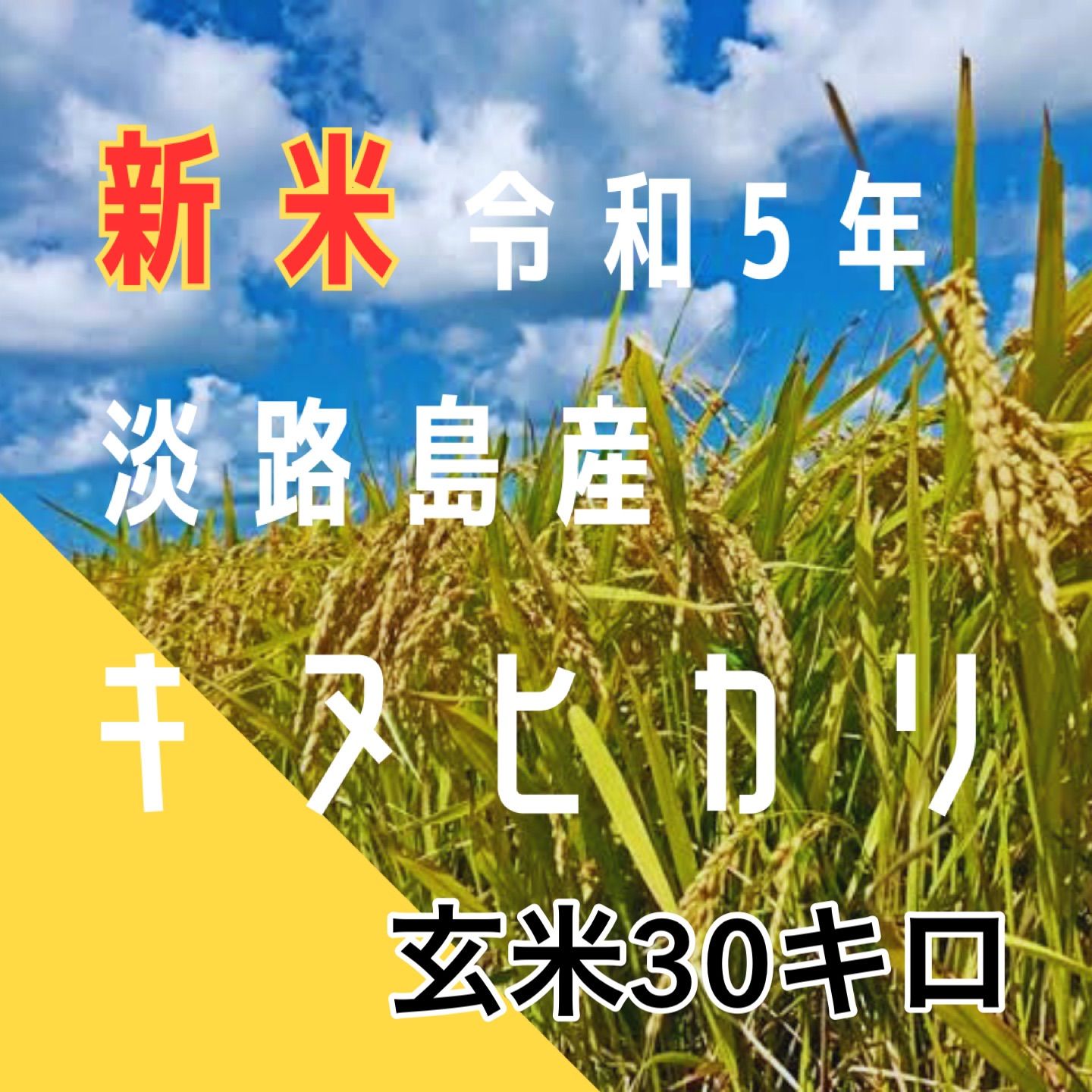 新米 令和5年産 キヌヒカリ  玄米30キロ 淡路島産 産地直送