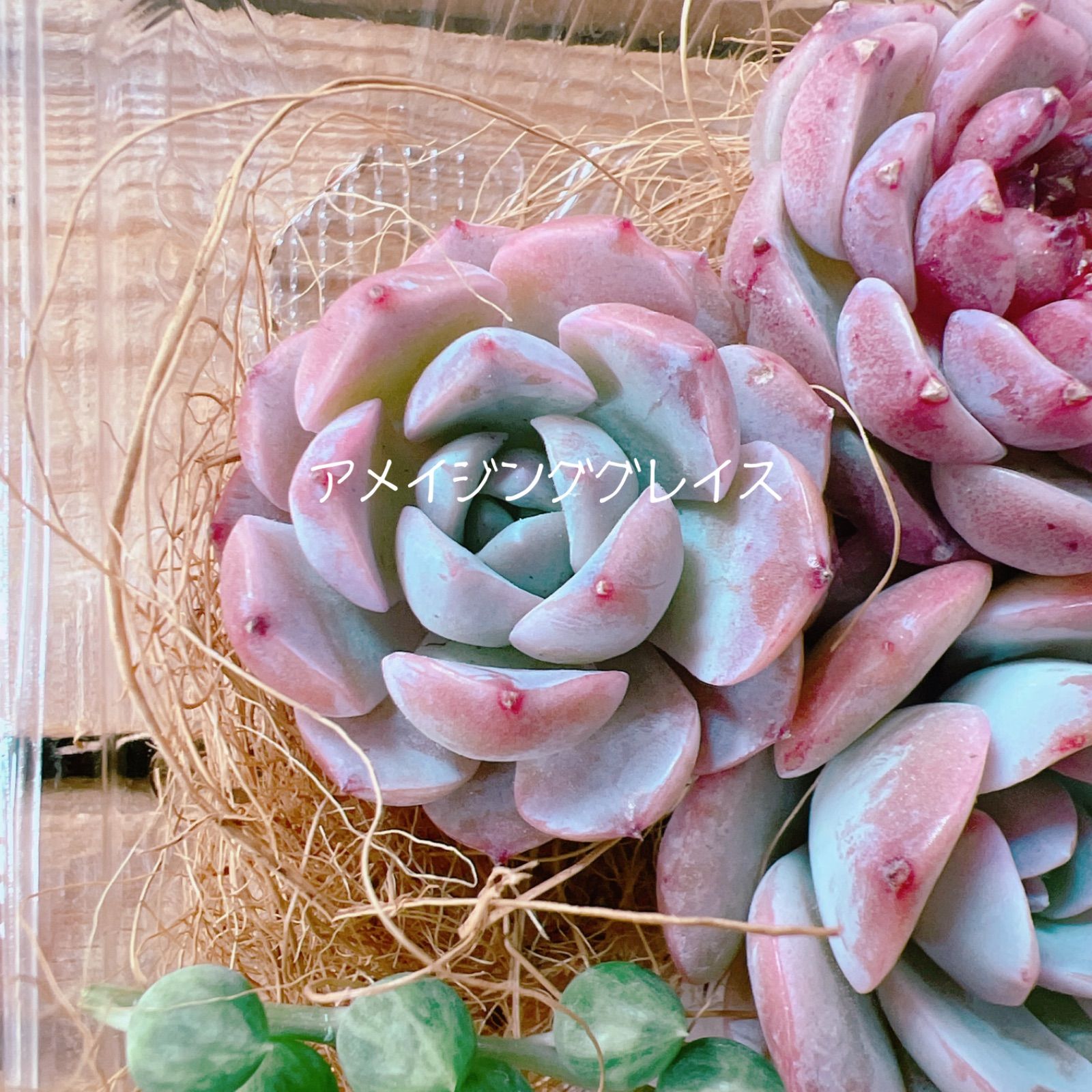 中型多肉植物セット ピンクグラデーション*5 中型多肉植物セット ピンクグラデーション*5 中型多肉植物セット