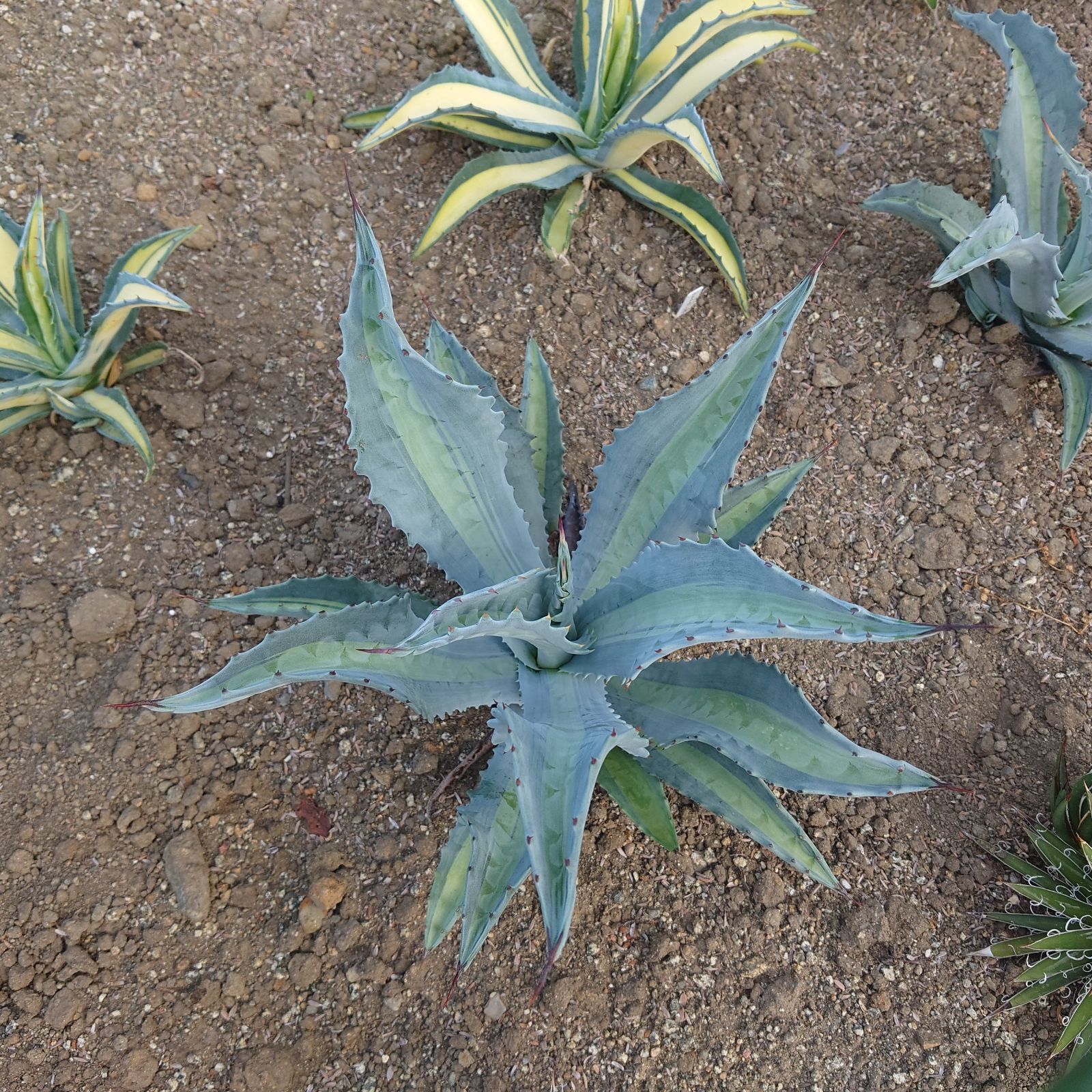 アガベ アメリカーナ エクスパンサパリーダ 35㎝ AGAVE - メルカリ