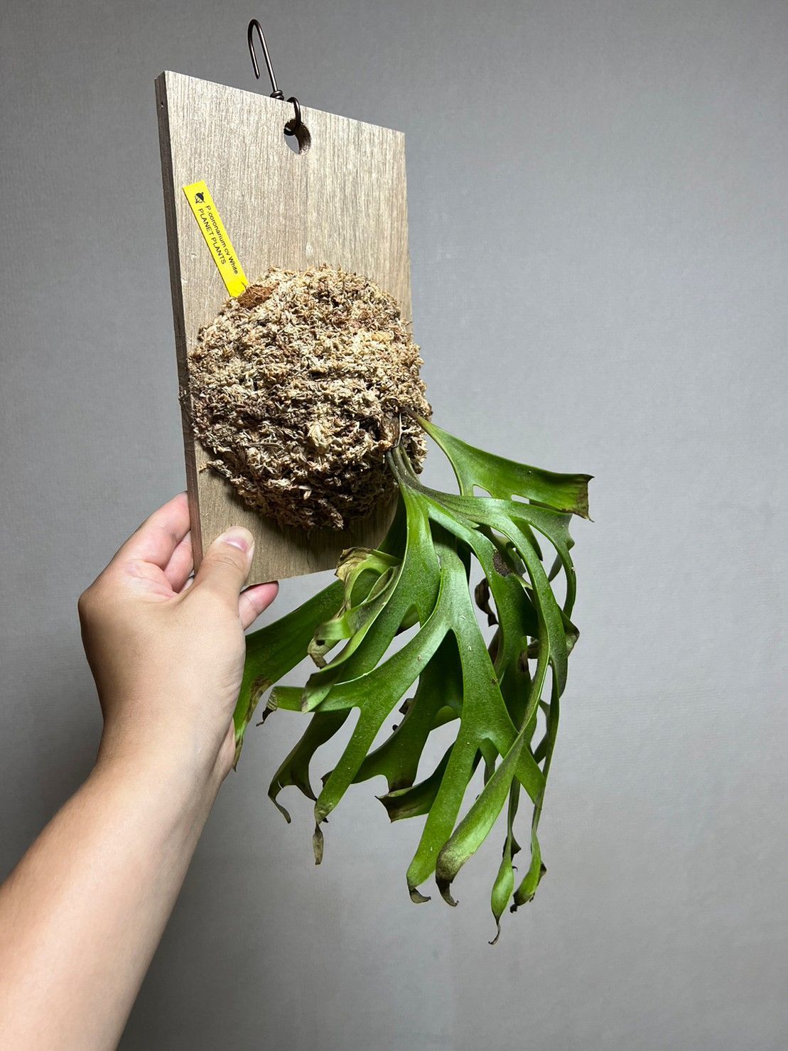 C*o様 コロナリウムcv.White 最終 P. coronarium (cv. White spore) - bikalog