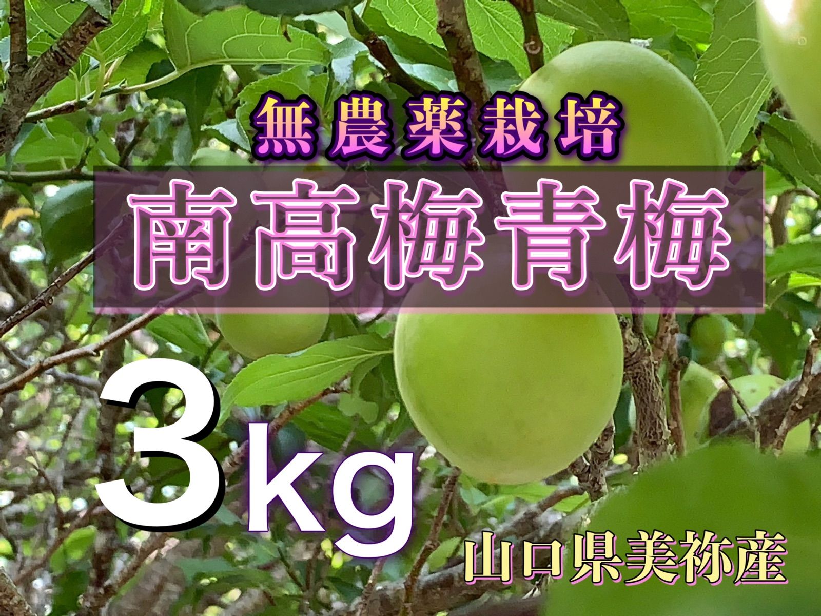 専用 自然栽培米 山口県美祢産ミルキークイーン 精米20キロ 里山直送