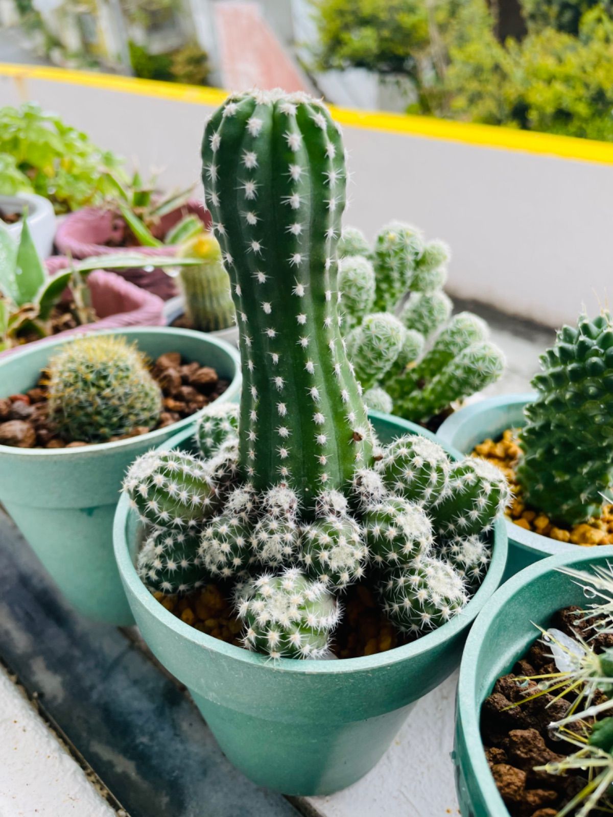 メルカリshops ビャクダン キンエボシ ギンテマリ サボテン子株６個セット