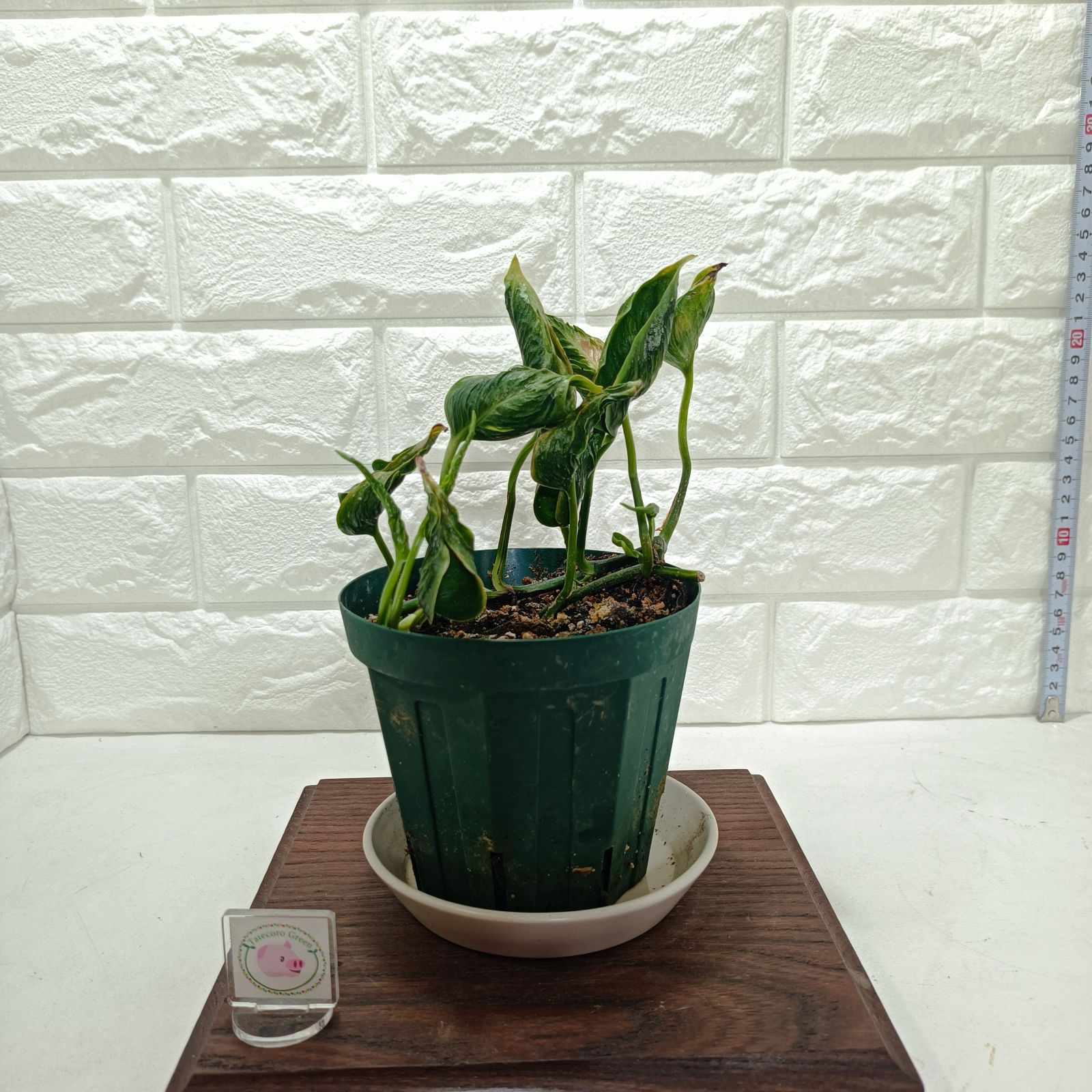 【観葉植物】ポトス　テルノシャングリラ　鉢ごと Amazon｜観葉植物 ポトス テルノ No.010 シャングリラ 5号鉢