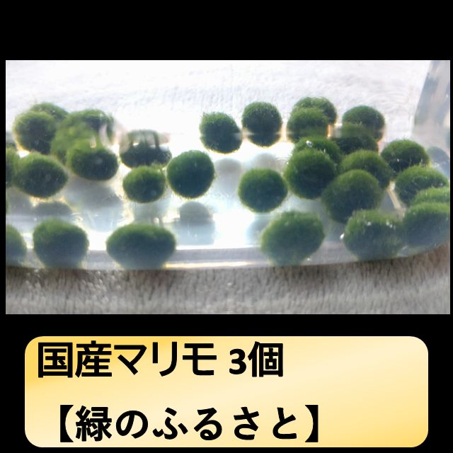 国産マリモ 約1cm 100個 癒しのマリモ無農薬 楽天市場】癒し マリモの