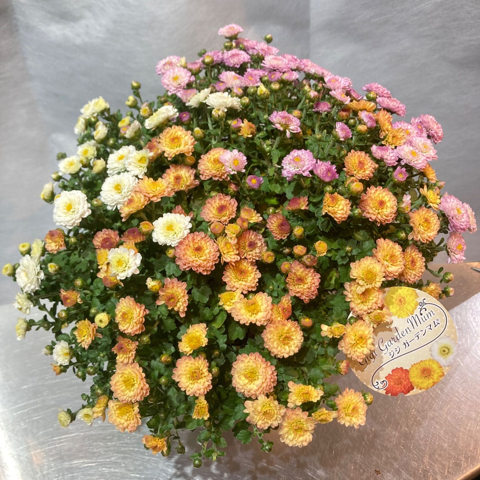 ガーデンマム ジジ 3色植え（MIX植え）5号鉢 - メルカリ