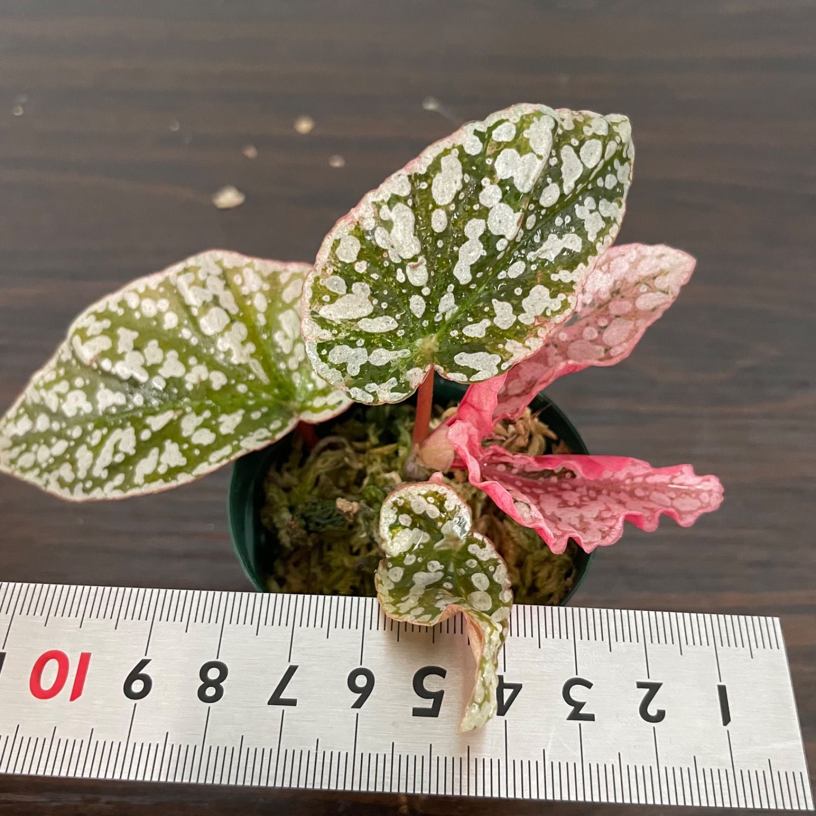 ベゴニア・スノーキャップド（Begonia ‘ Capped’） ベゴニア 木立性 スノーキャップド Snow Capped A1M : 花郷園