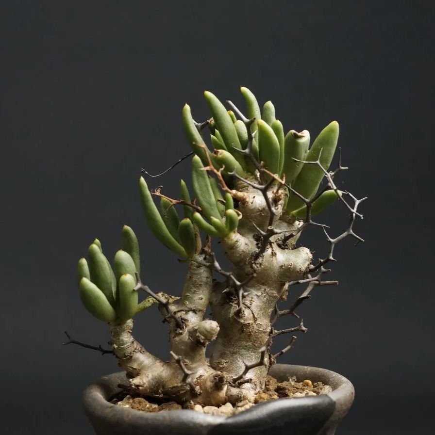 チレコドン レティキュラータス 万物想 （Tylecodon reticulatus  