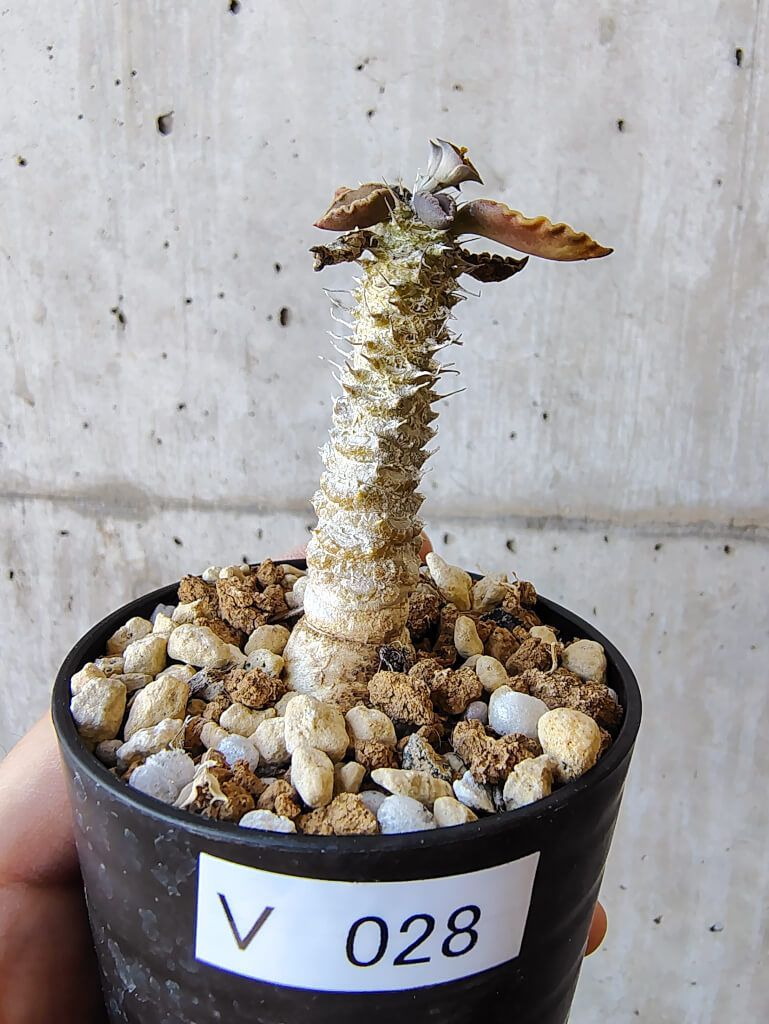 シオン様専用 しおん様専用 シオン様専用 しおん 様 専用ページ