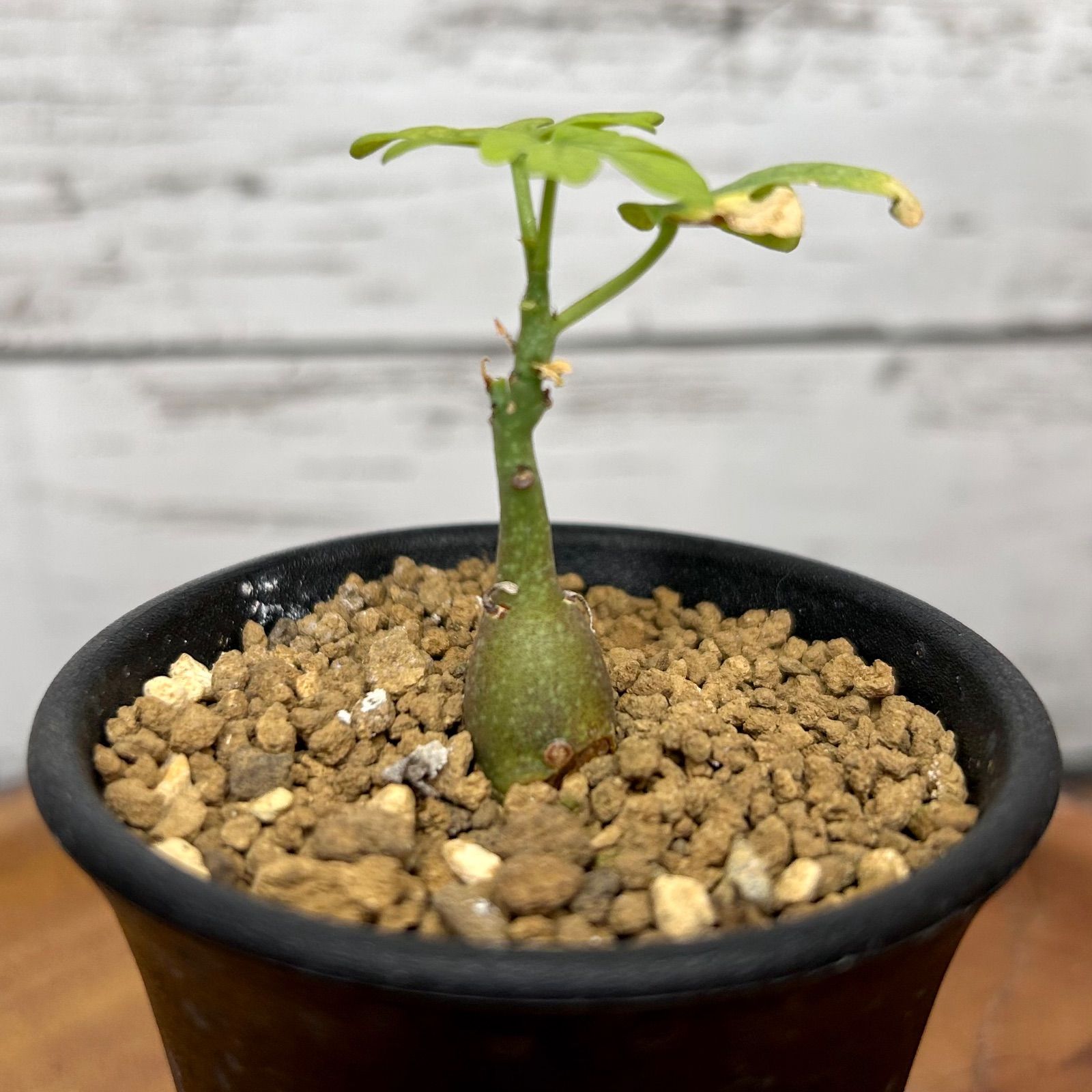 育てるのが楽しみな実生株 アデニア グラウカ 塊根植物 コーデックス