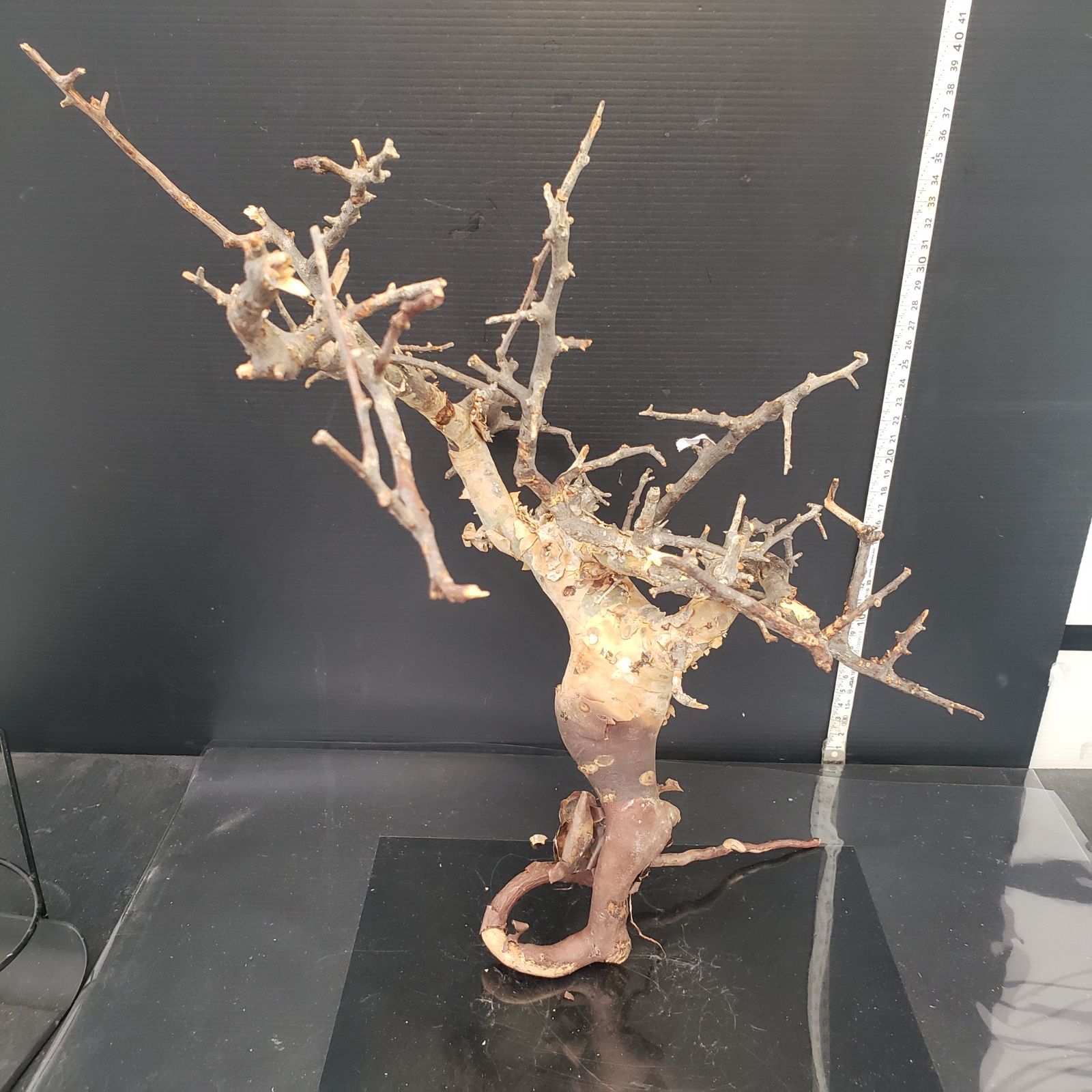 Z436 最新到着 Commiphora カタフピュア 現地球 抜き苗 灌木系 塊根植物 コミュフォラ カタフピュア