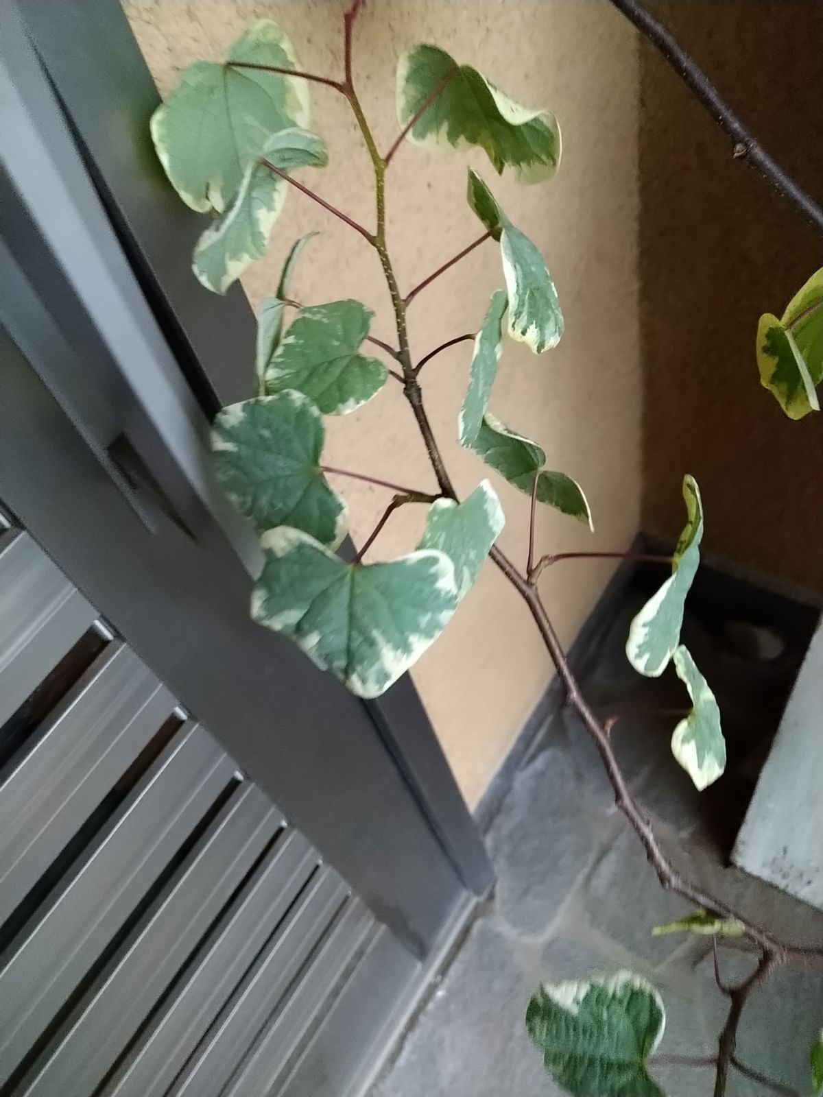 マルバノキ恵那錦株立ちB
