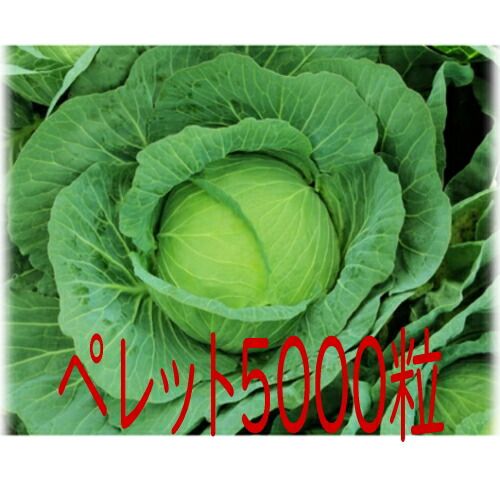 入荷次第出荷 カネコ種苗 彩宝 キャベツ ペレット５０００粒