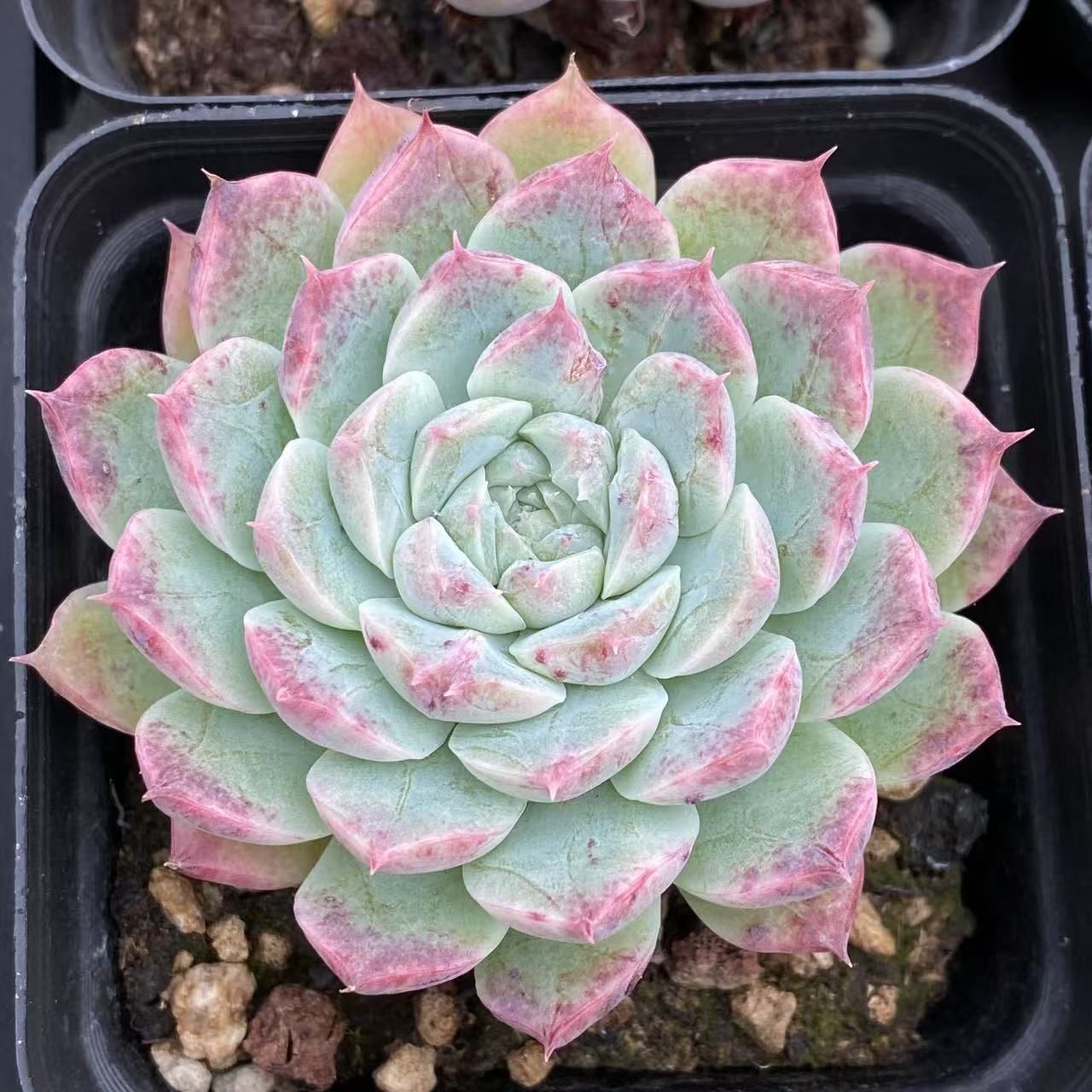 Sato　多肉植物　ビバーシェ　韓国苗 Sato 多肉植物 ビバーシェ 韓国苗 Sato様専用 多肉植物 ビバーシェ