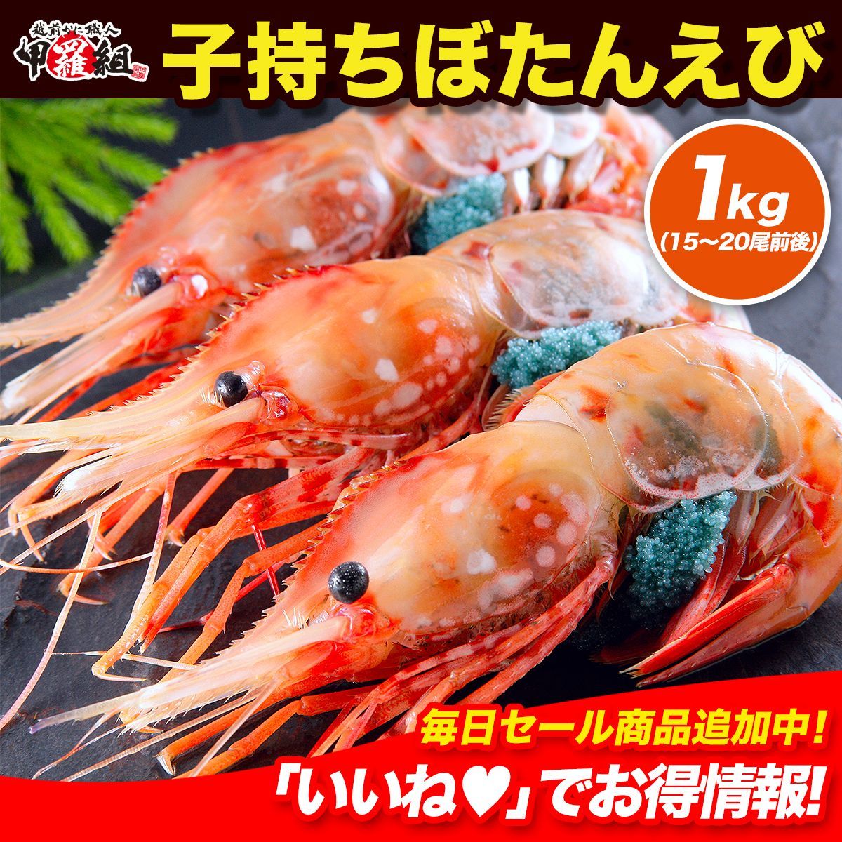 ? な特大サイズ 子持ちぼたんえび 1kg 約15～20尾前後 エビ 海老 卵 ボタンエビ 牡丹エビ 日本海 刺身 海鮮 寿司 甲羅組