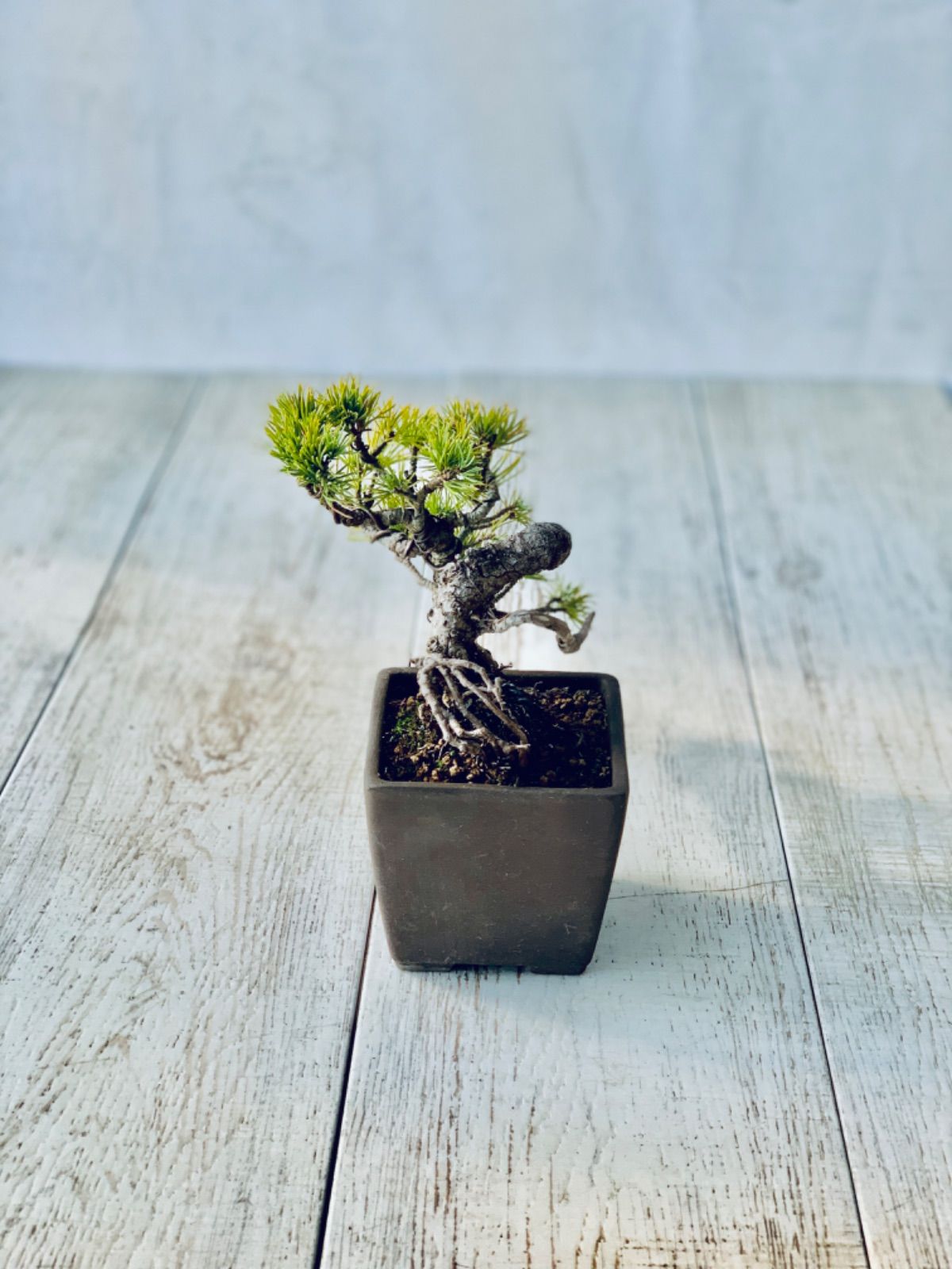 コレクション 五葉松 小品盆栽 ミニ盆栽 ごようまつ 至高の小品 五葉松