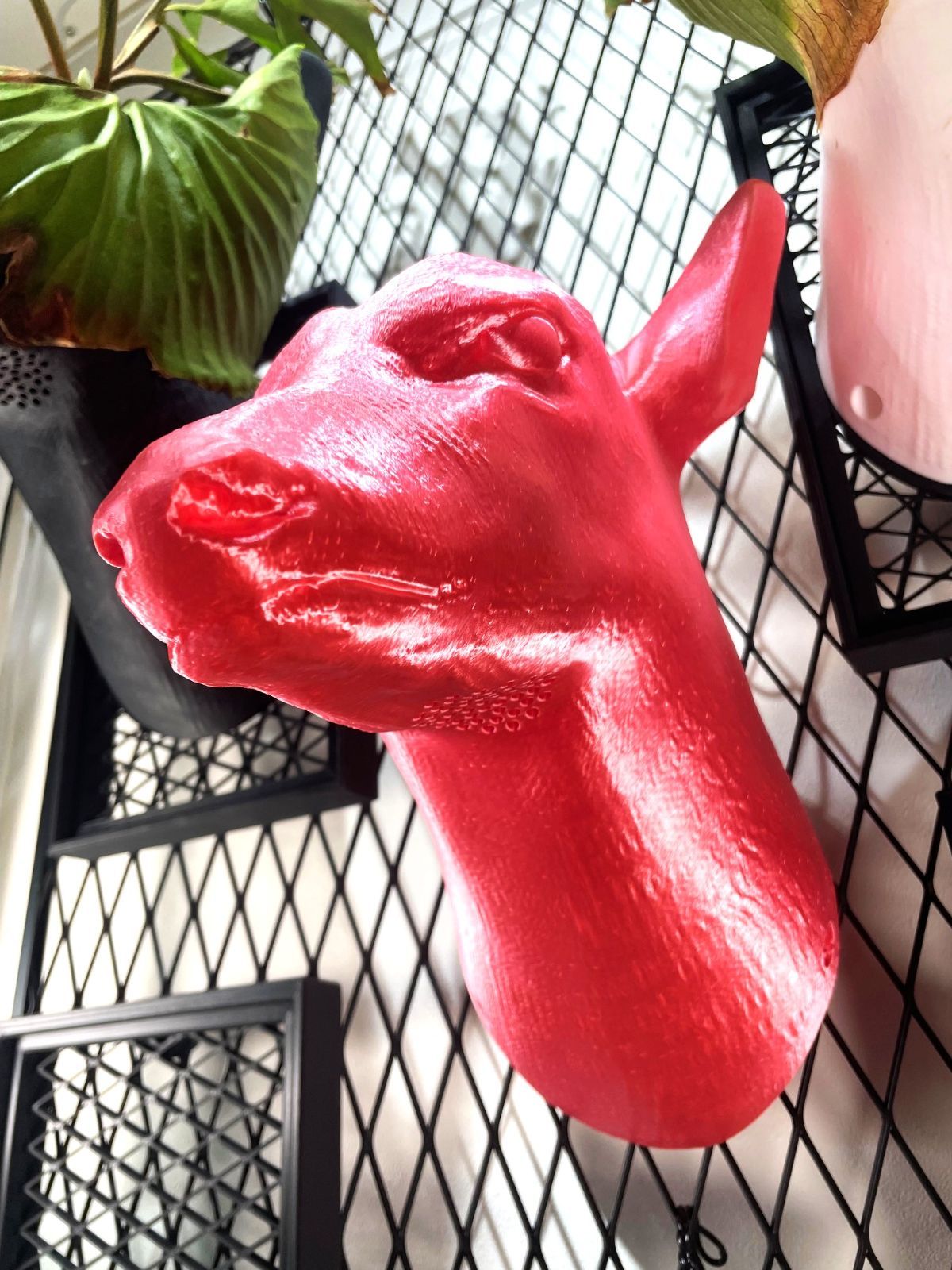 ビカクシダ着生板 ピンク