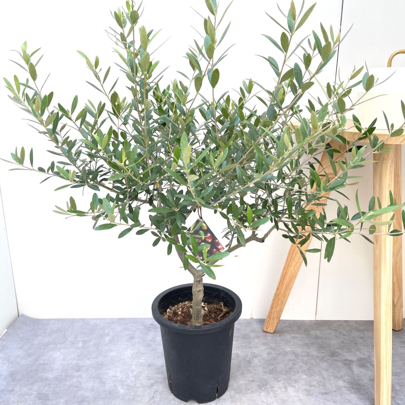 オリーブ ネバディロブランコ 25 現品 観葉植物 創樹 SOUJU 7号