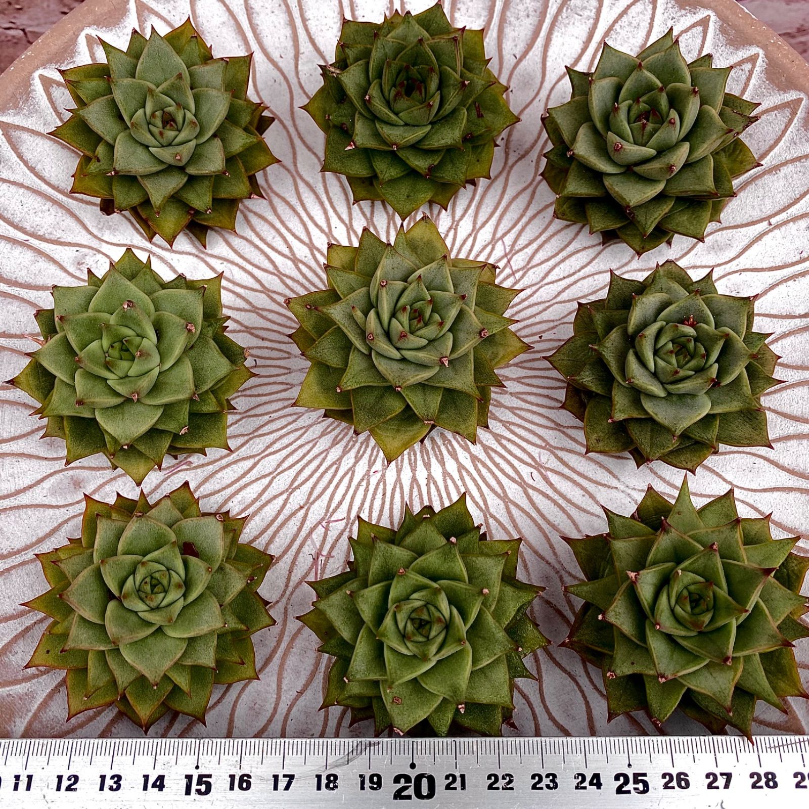 17.多肉植物 エケベリア 韓国苗 名無し 【公式通販】