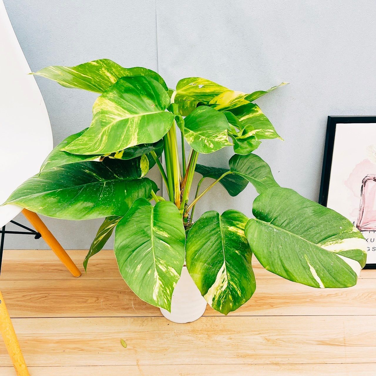 現品］【希少】9番 ポトス グランデ 7号 観葉植物 室内 大型