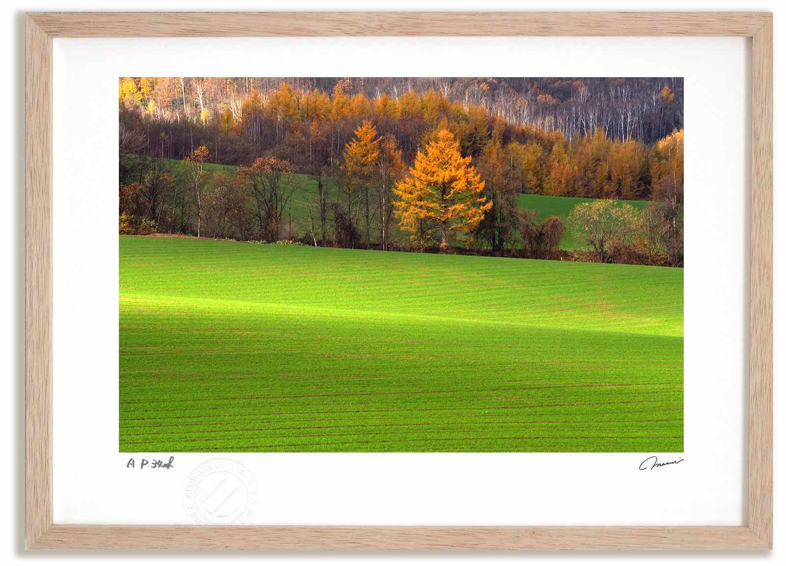 アートフォト 絵画 カラマツの紅葉6 高橋真澄 インテリア 額入り 額装込 風景画 油絵 ポスター アート アートパネル リビング 玄関 プレゼント モダン アートフレーム 飾る Mサイズ おしゃれ 壁掛け 絵