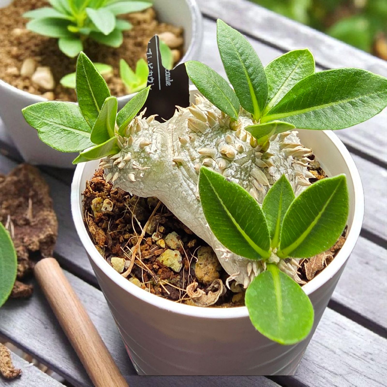 良形・人気種】パキポディウム・ブレビカウレ “恵比寿笑い