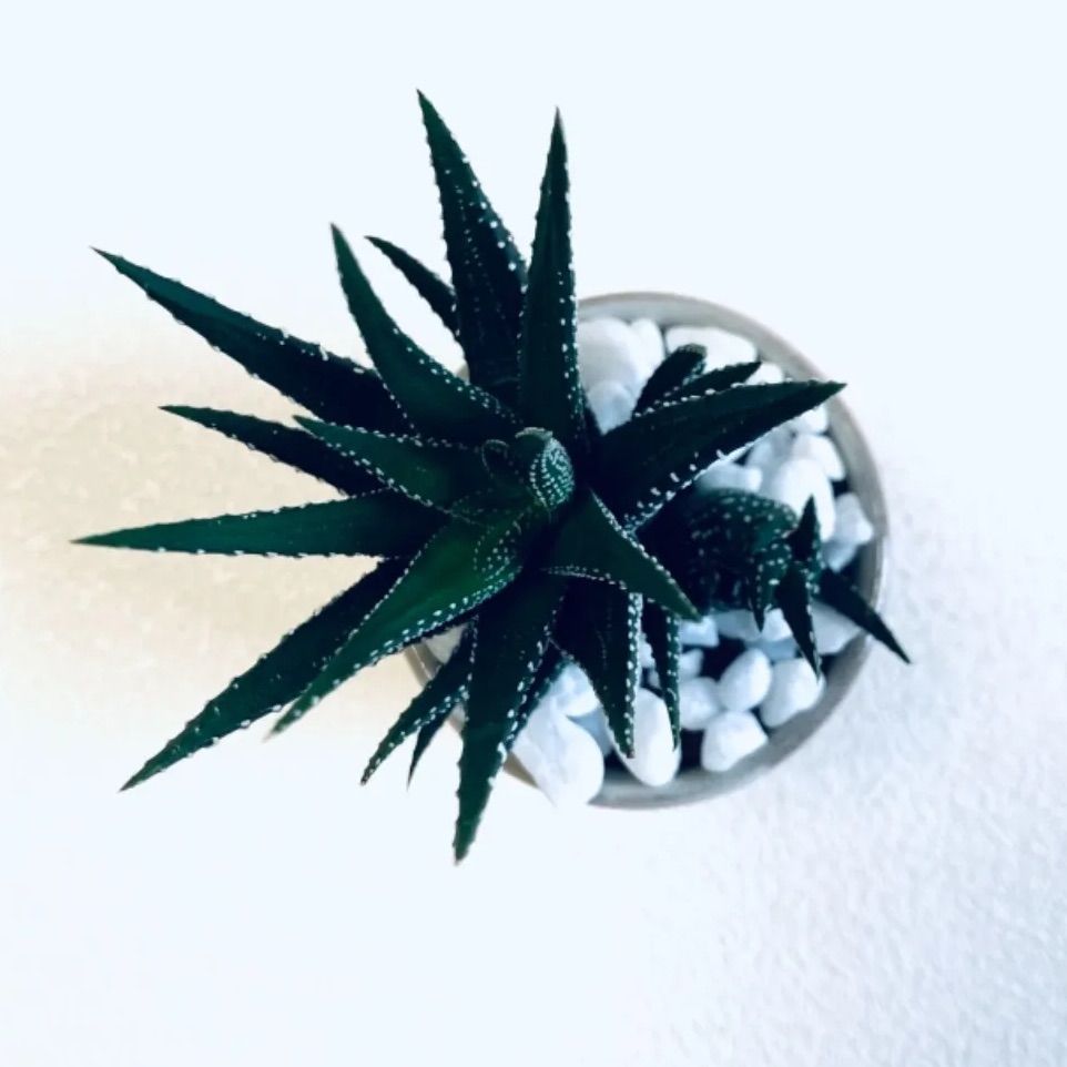 訳あり商品 新品 未使用 ハイドロカルチャー ハオルチア 十二の巻 子株付 多肉植物 小石原焼 陶器 植物 植物 観葉植物 Ceccato Com Br Ceccato Com Br