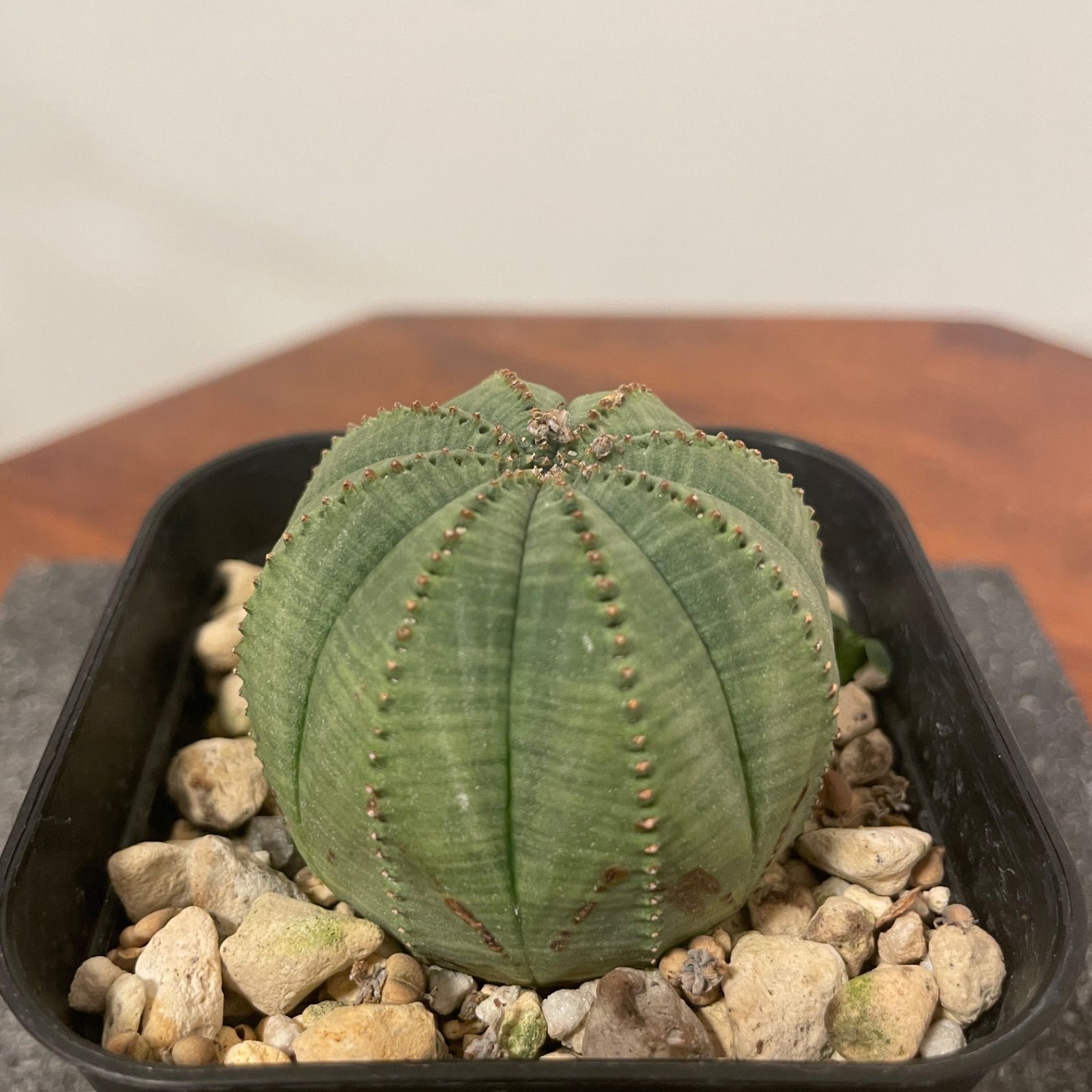 【メス株 4】Euphorbia Obesa ユーフォルビア オベサ イタリア産