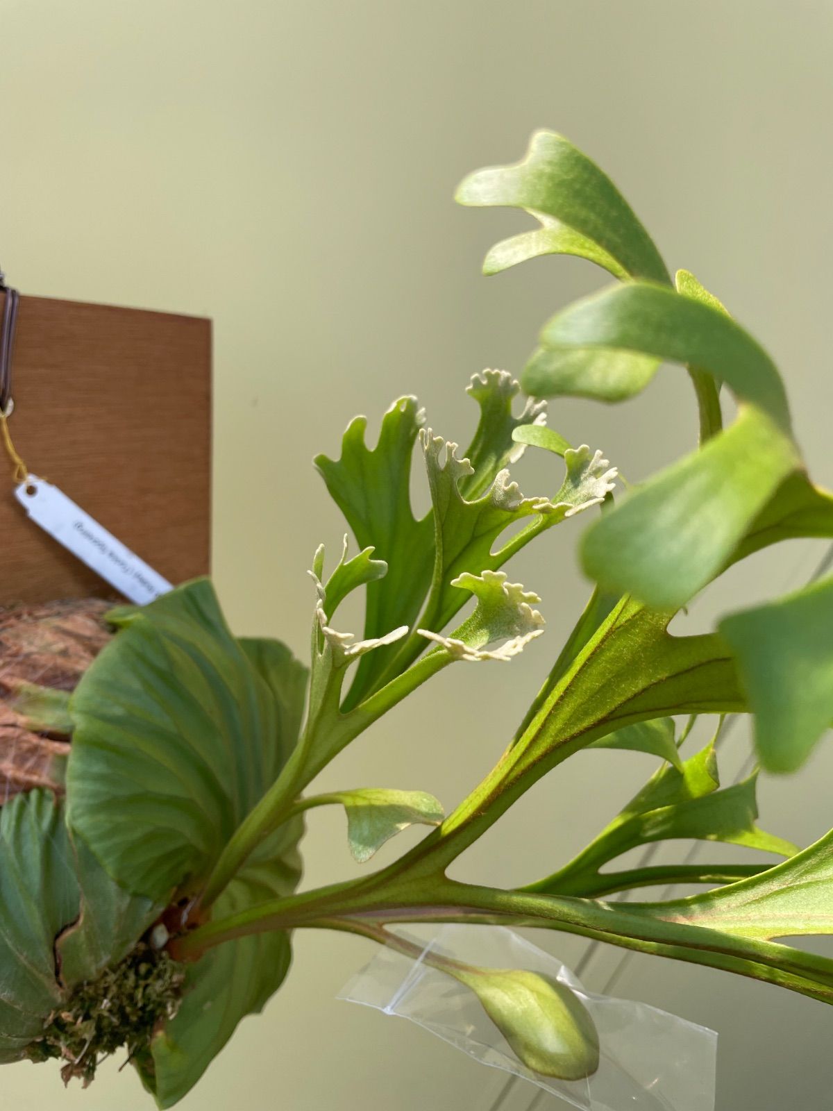 ビカクシダ リドレイ P.Ridleyi ビカクシダ リドレイ ワイルド