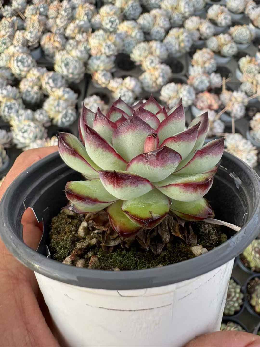 G607 青豆古木 抜き苗 30株 多肉植物 エケベリア 韓国苗