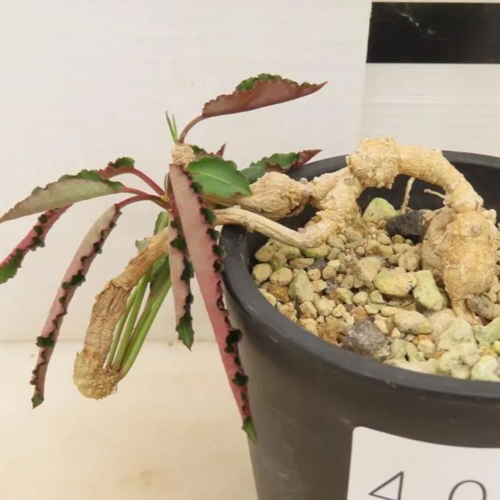 4064 「多肉植物」ユーフォルビア クレメルシー 植え【実生・発根・Euphorbia cremersii・塊根植物】 - メルカリ