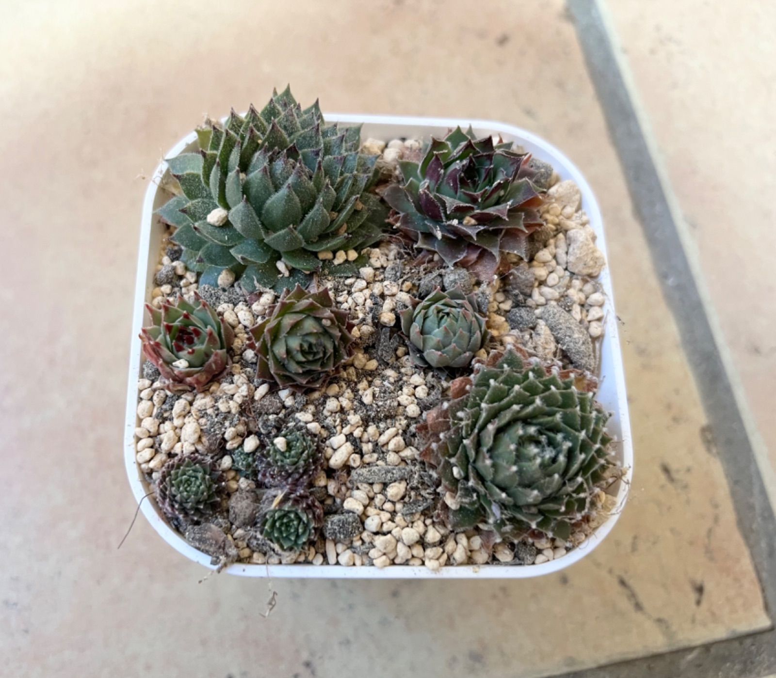 メルカリshops センペルビウム7種類セットa