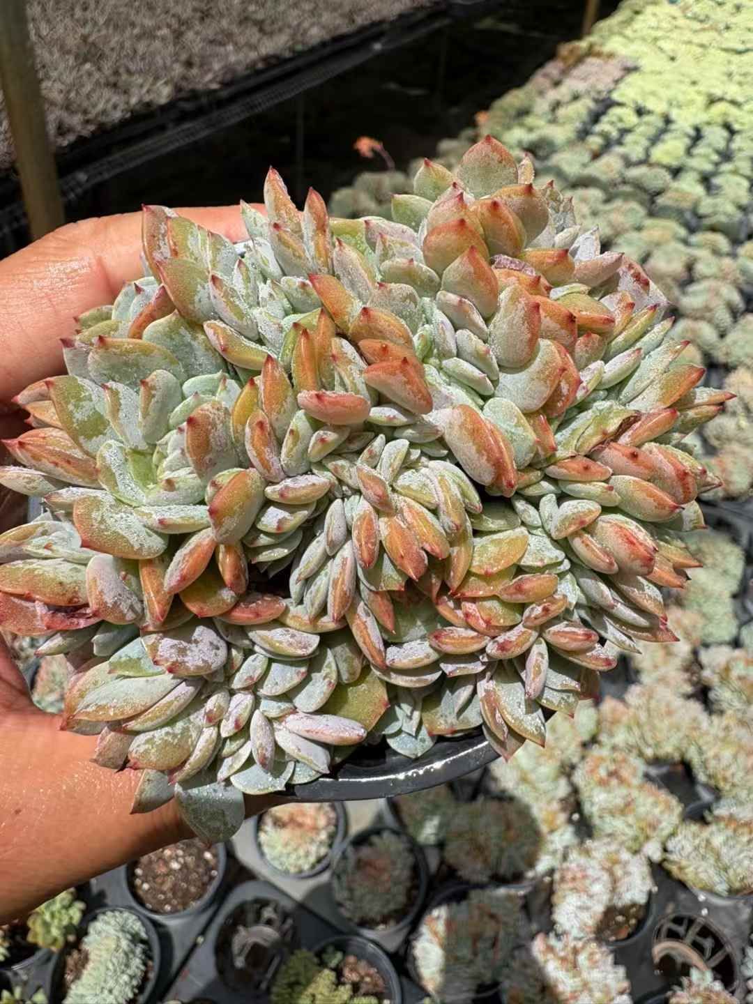 18株の抜き苗セット 白鳳 はくほう 石化 多肉植物 佐川急便発送 エケベリア 韓国苗 XJB619