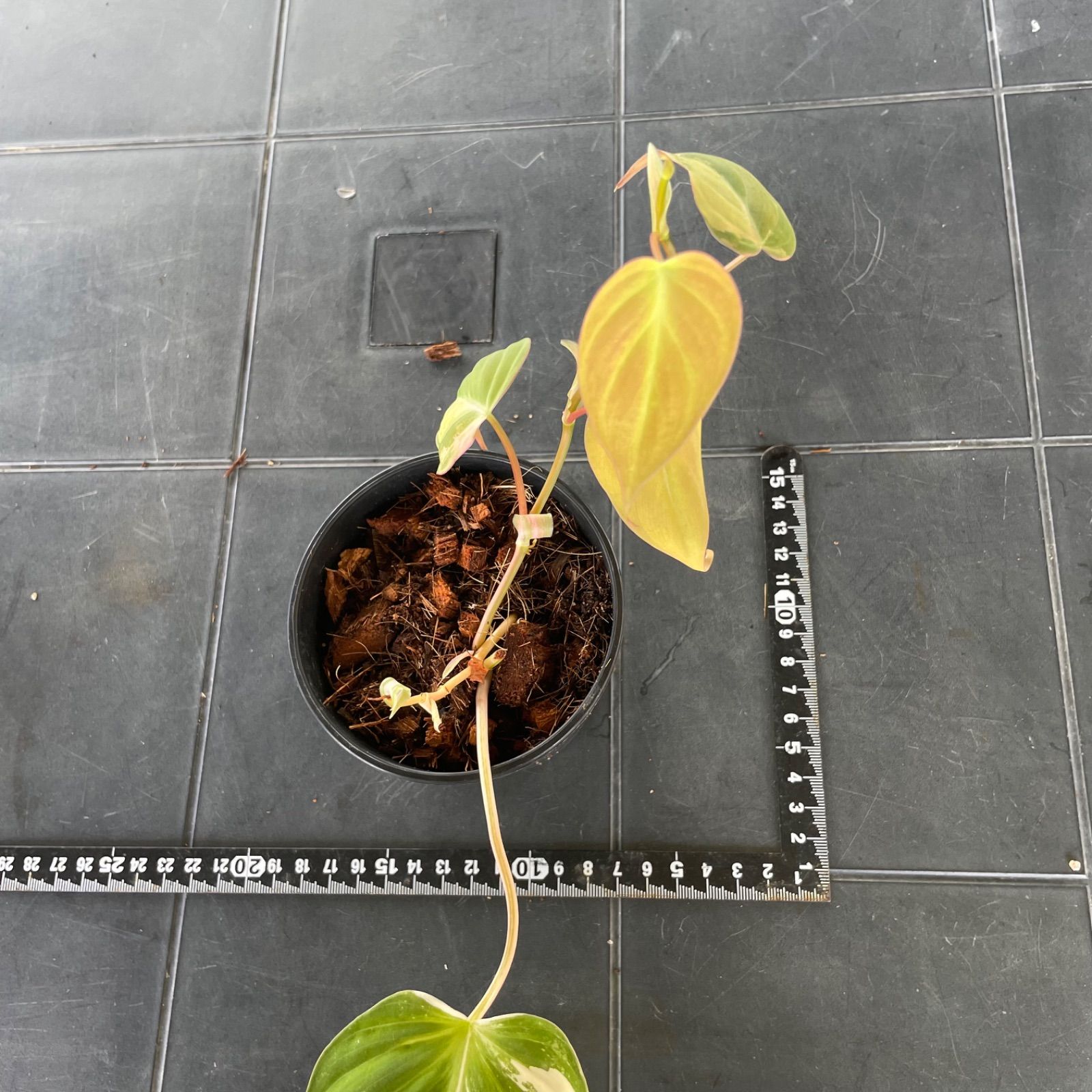 希少　フィロデンドロン　キャメルマーブル　斑入り　美斑　鉢ごとメルカリ便③ フィロデンドロン：キャラメルマーブル（斑入り）5号鉢植え25-01