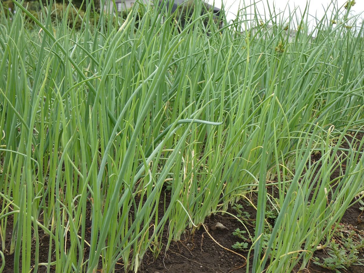 最終値下】玉ねぎ苗「ネオアース」500本 🌱🧅 - メルカリ