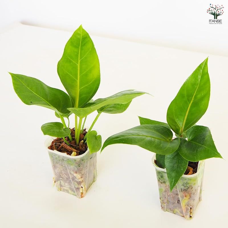 【国内正規品】 ＩＴＡＮＳＥ アンスリウム フーケリー 2.5号 2個セット 品種で選べる観葉植物 学名 Anthurium hookeri●原種系アンスリュームの一つで うねうねと波打つような厚みのある大きな葉が特徴の品種です 葉は硬く しっかりとした葉脈が入り
