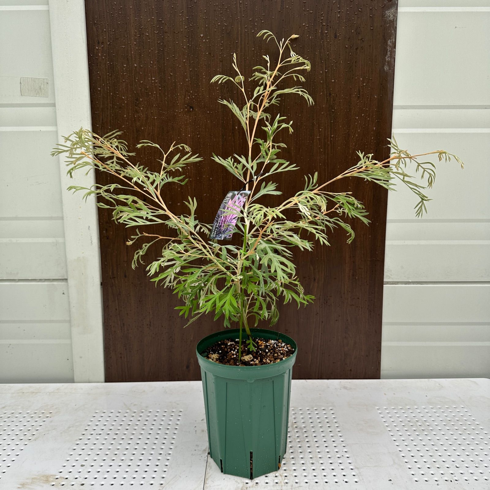 現品 ④ グレビ ドーンパープル 7号 蕾複数付き 美株 オージープランツ