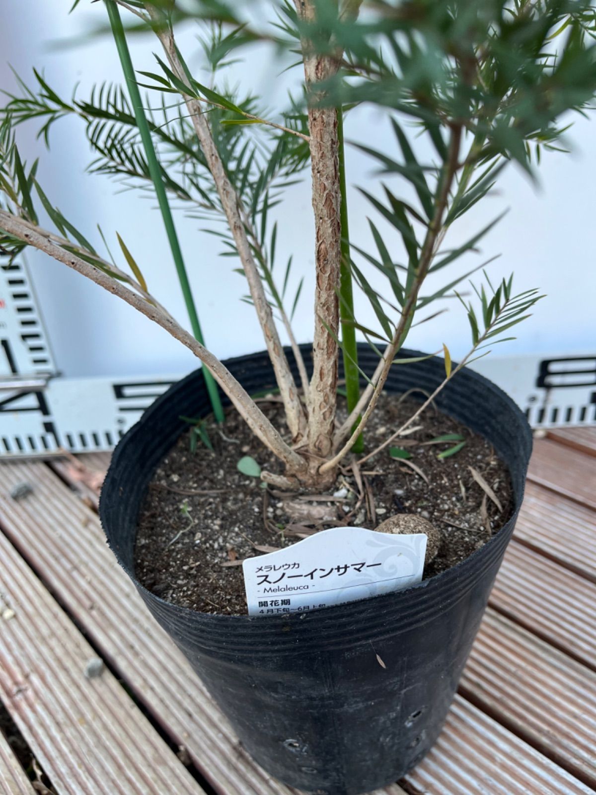 花苗】メラレウカスノーインサマー① 5号鉢メルカリ便発送