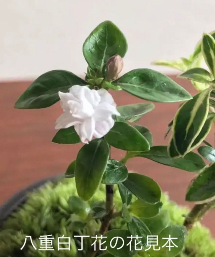 ミニ盆栽 八重白丁花 ヤエハクチョウゲ 赤茶系の鉢 メルカリshops