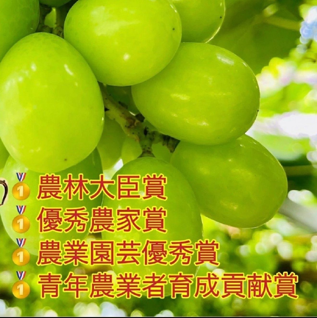 岡山シャインマスカ農薬不使用2kg超大粒贈答用プレミアム贅沢な甘さパリッと食感 岡山県シャインマスカット無農薬超大粒2kg贈答用高糖度完熟 超級