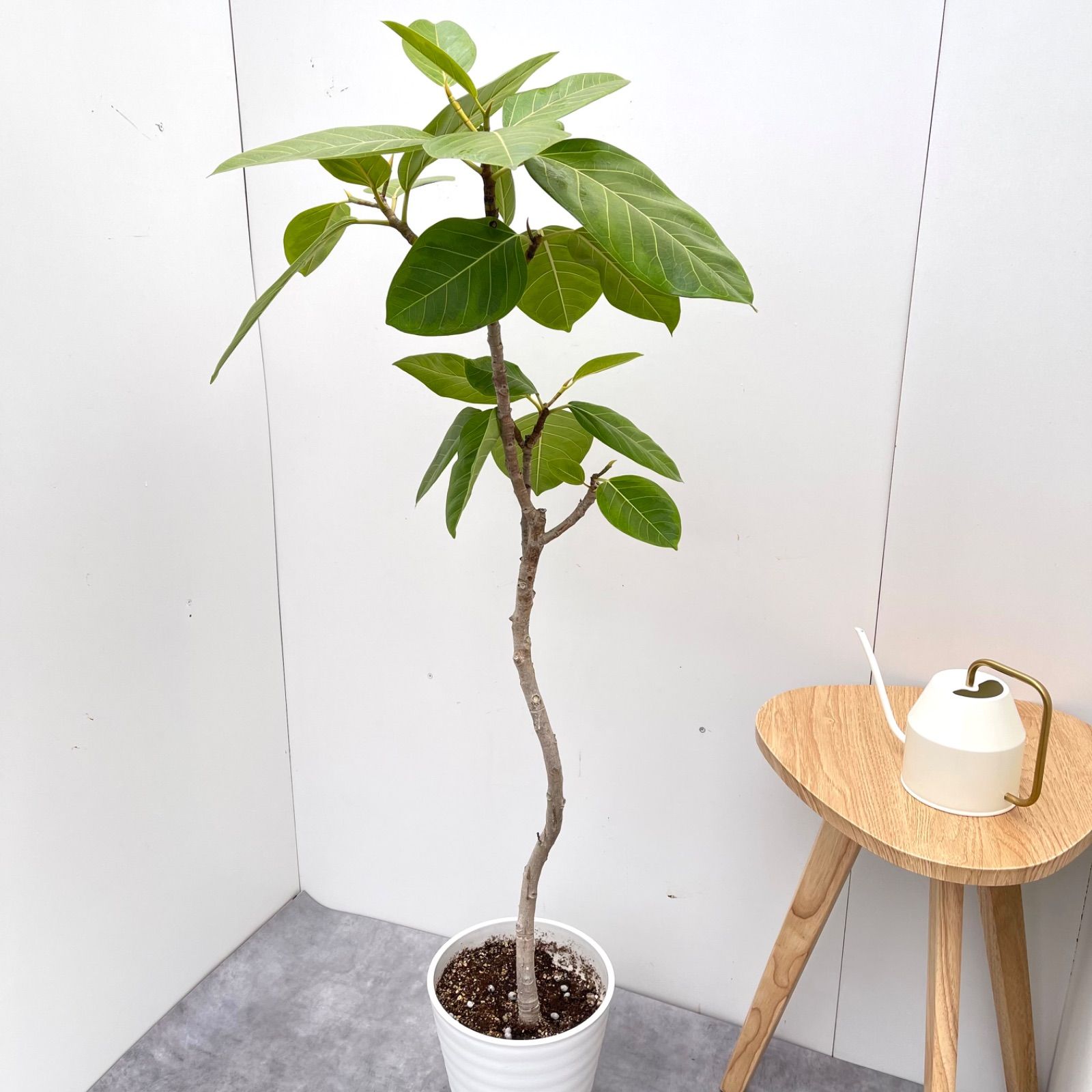 現品　フィカス　ゴムの木　アルテシマ　曲がり　2番　特大　観葉植物　インテリア フィカス アルテシマ 曲がり 1【現品】観葉植物 室内 大型 【公式通販】
